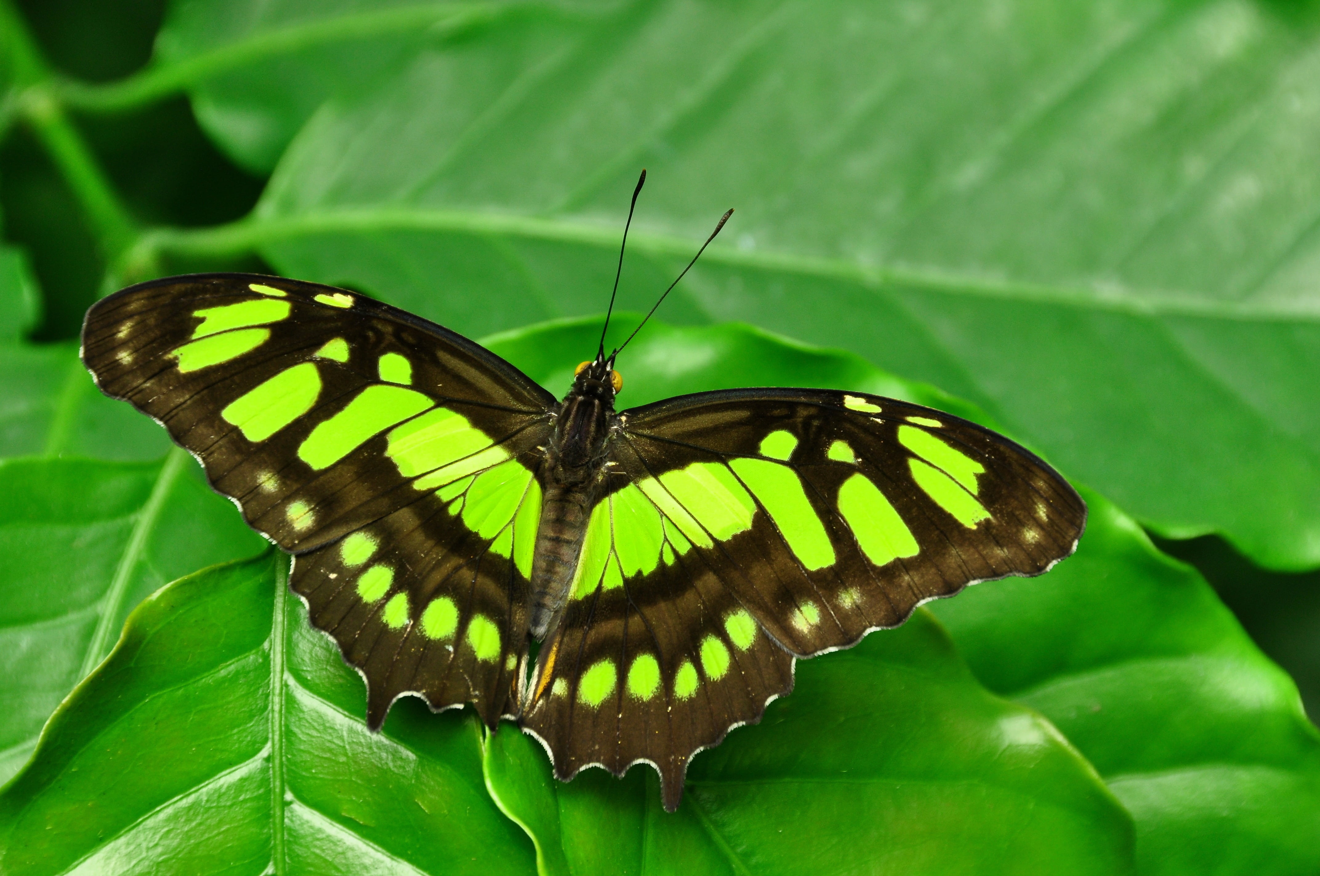 green Malachite butterfly perching on leaf in close up photography 2k 4k