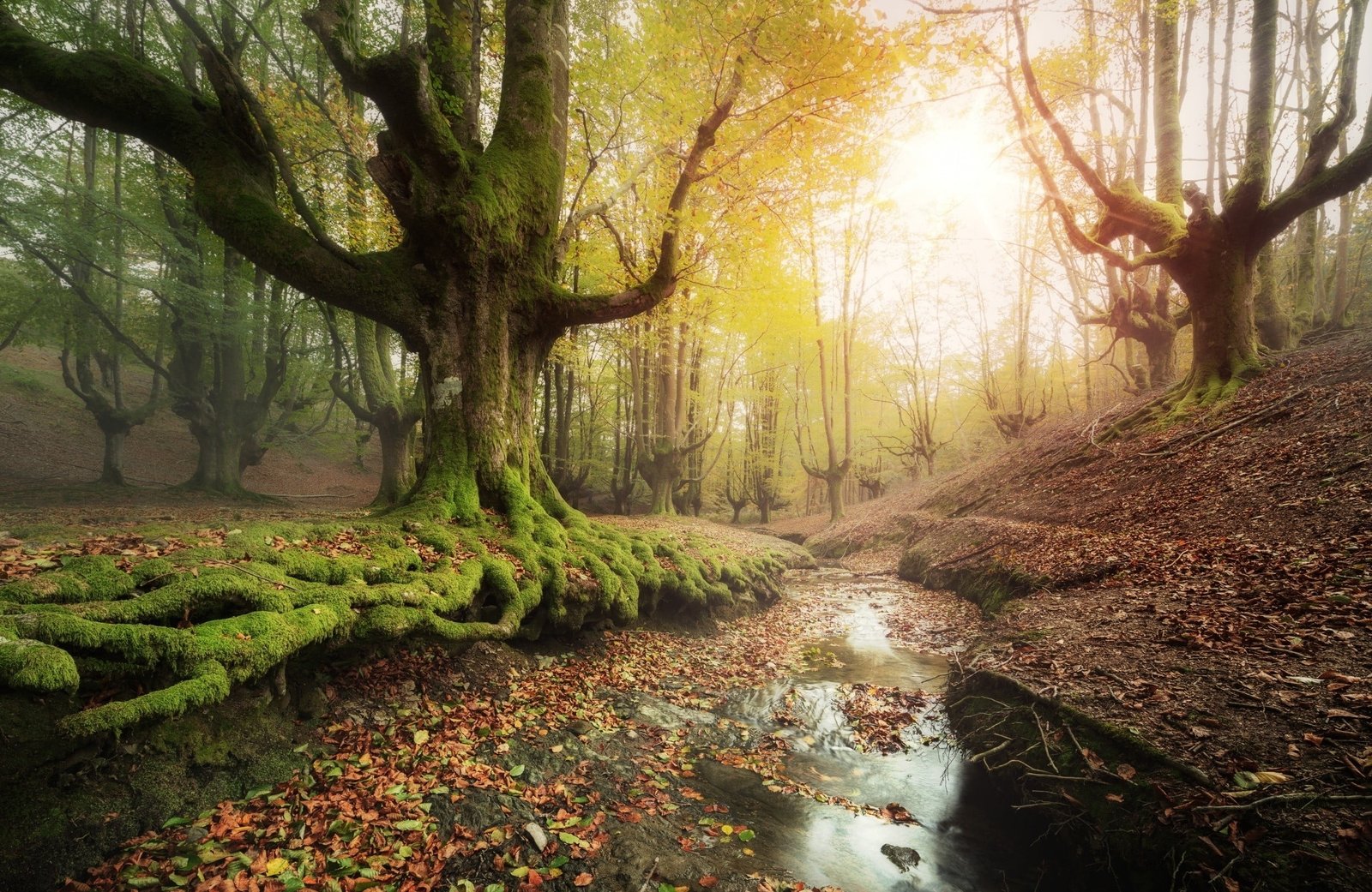 green trees body of water beside tree during daytime forest 2k