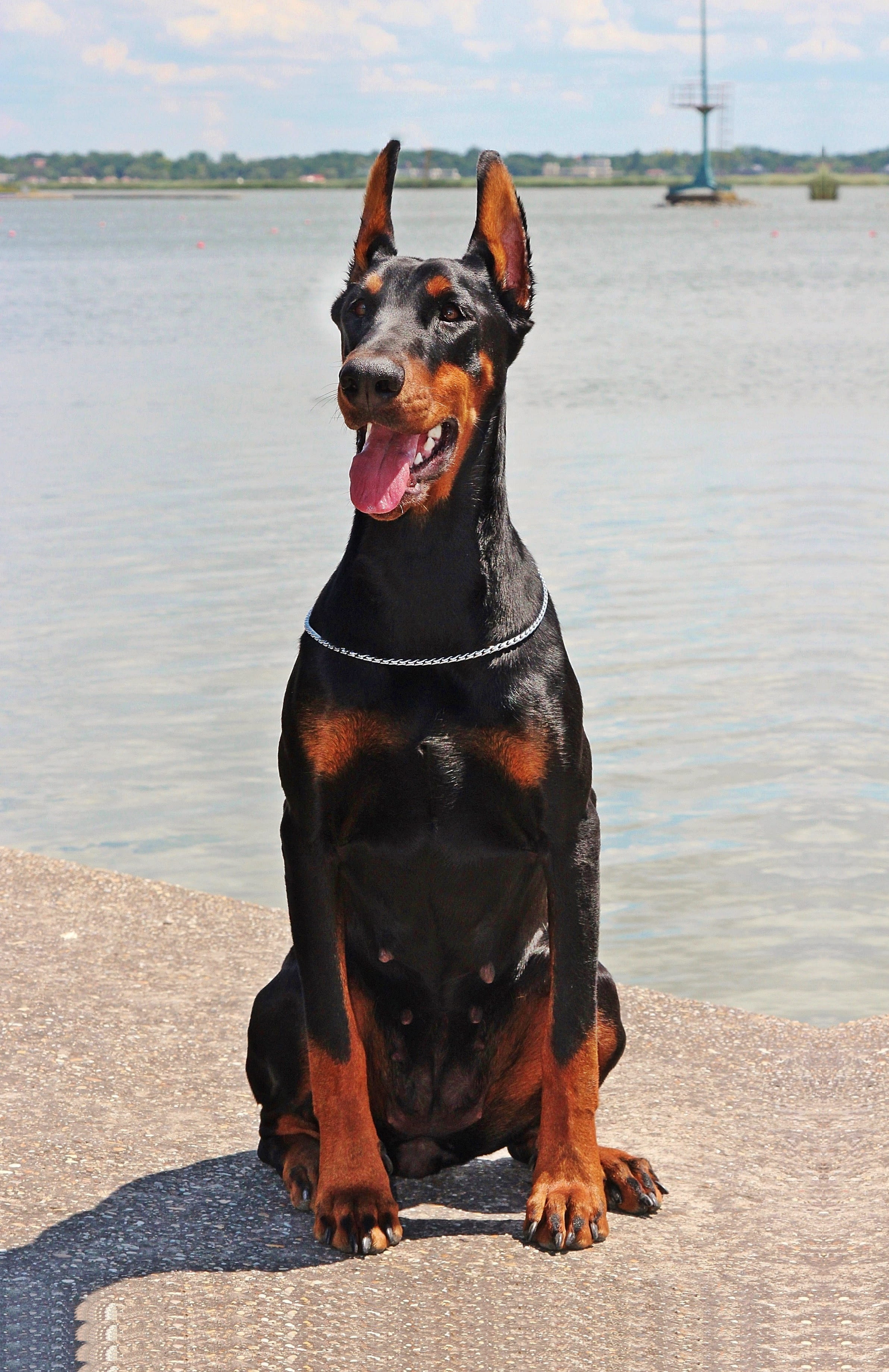 lake dog doberman one animal canine pets domestic animals 2k