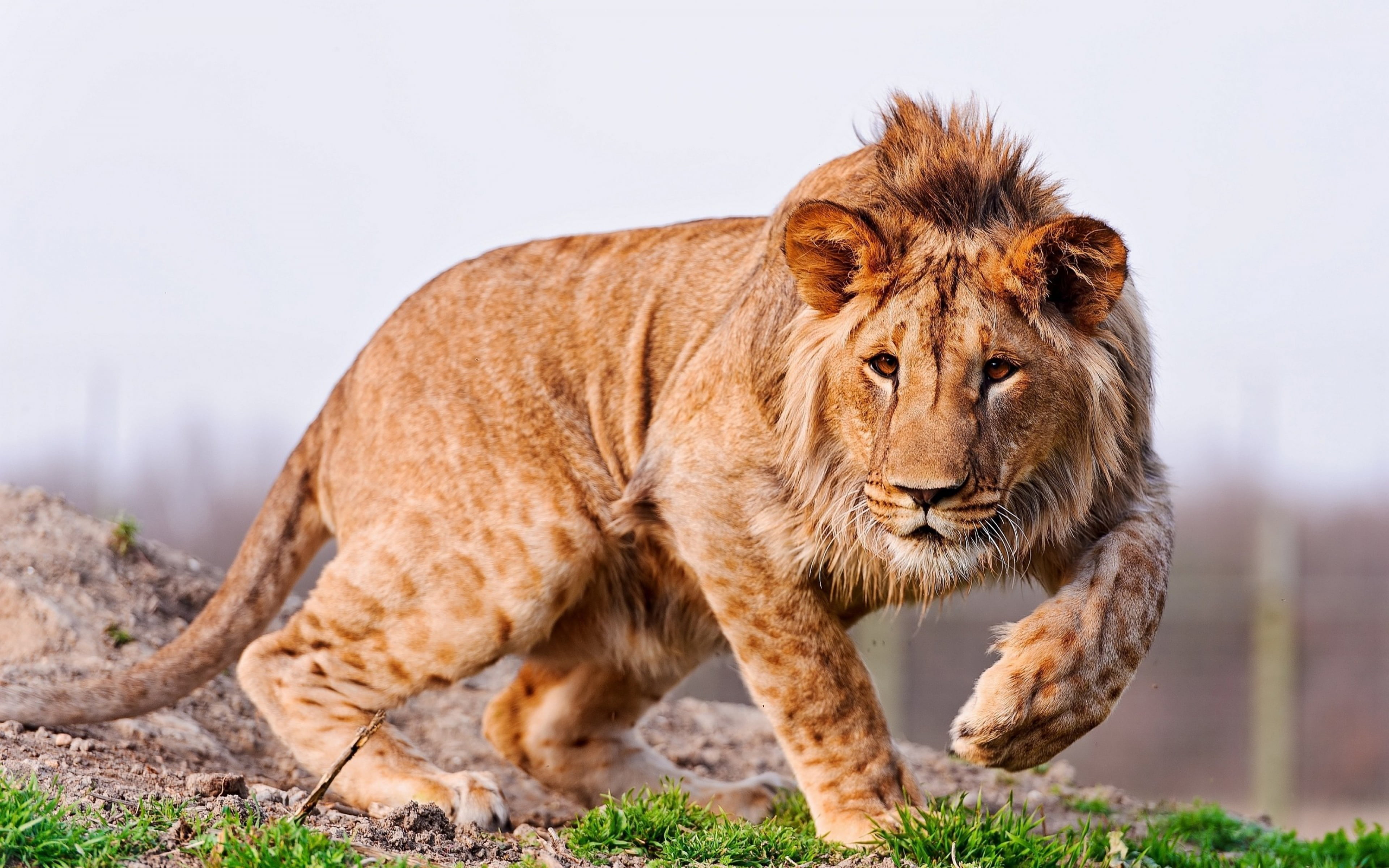 Lion In Hunting Desktop Wallpaper Hd For Mobile Phones And Laptops 2k 4k