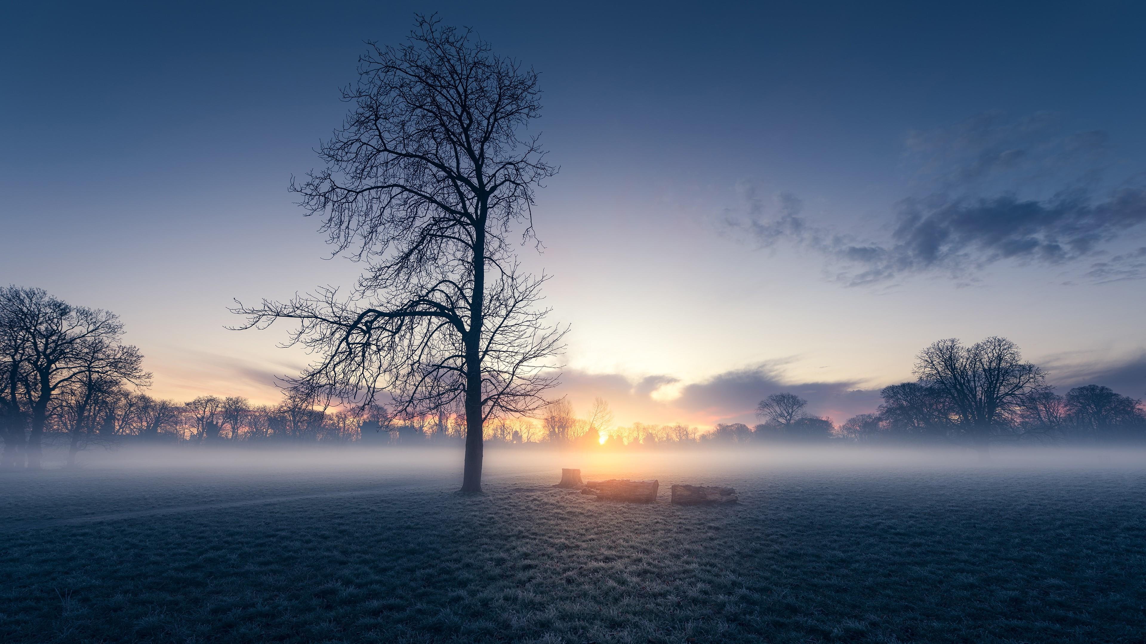 misty morning lone tree lonely field sunrise dawn 2k 4k