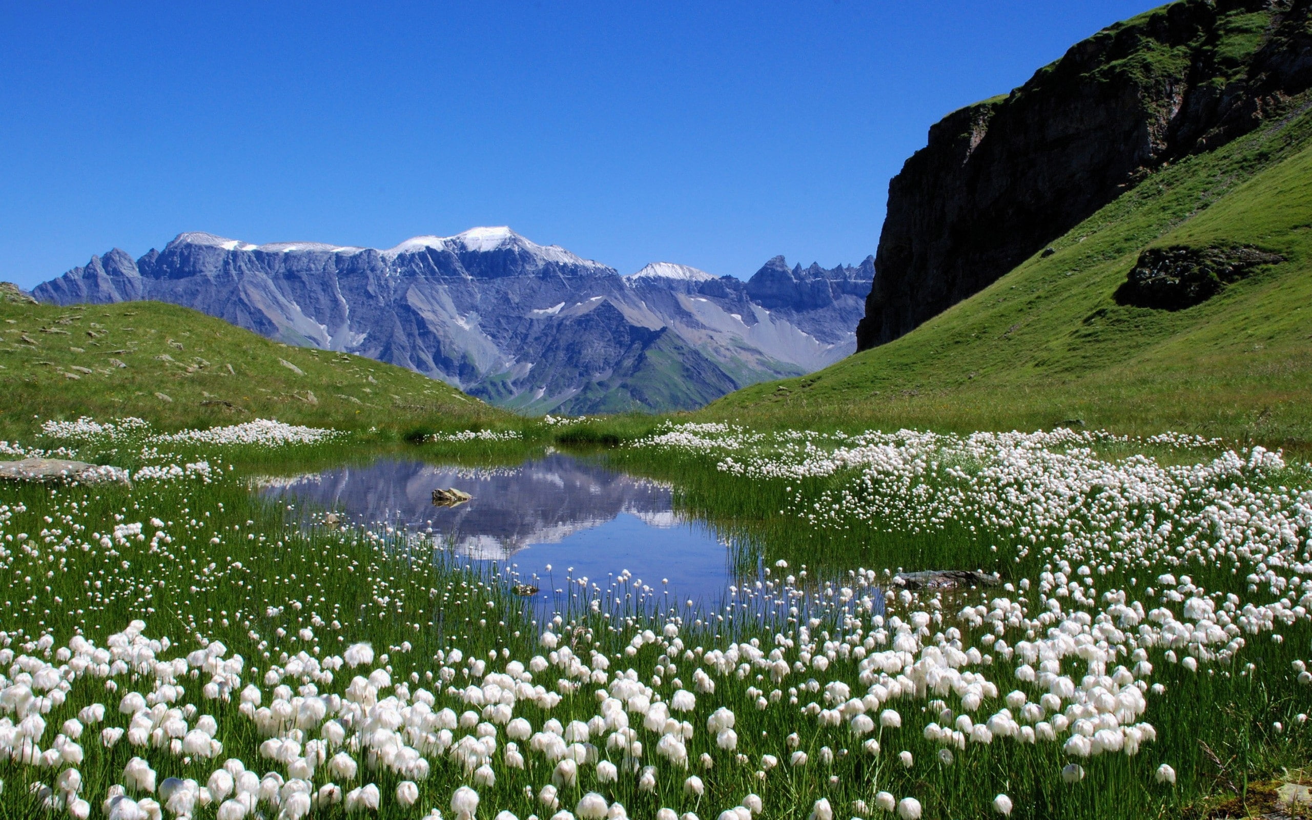 mountains landscapes nature switzerland lakes alpine alps meadows white flowers wallpap Nature Flowers HD Art 2k