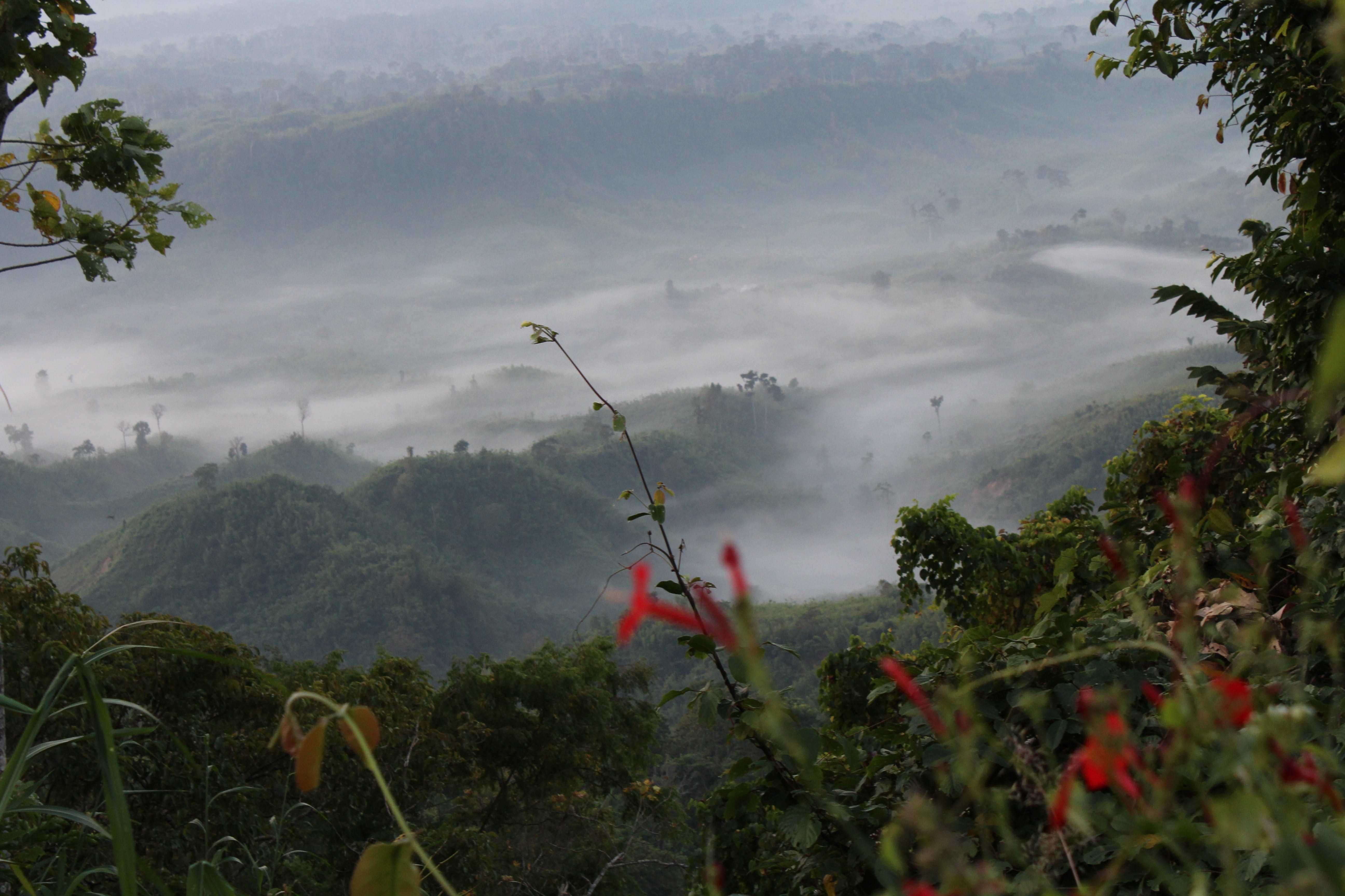 nature sajek valley bangladesh plant growth tree beauty in 2k 4k 5k