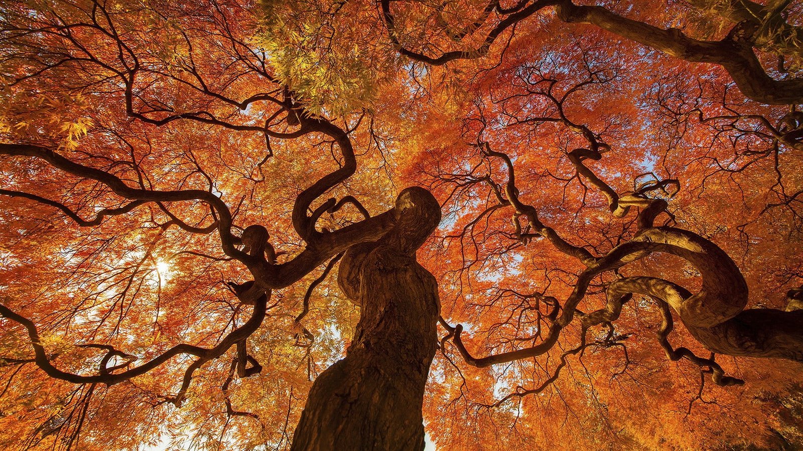 orange leafed tree leaf on autumn fall trees leaves 2k