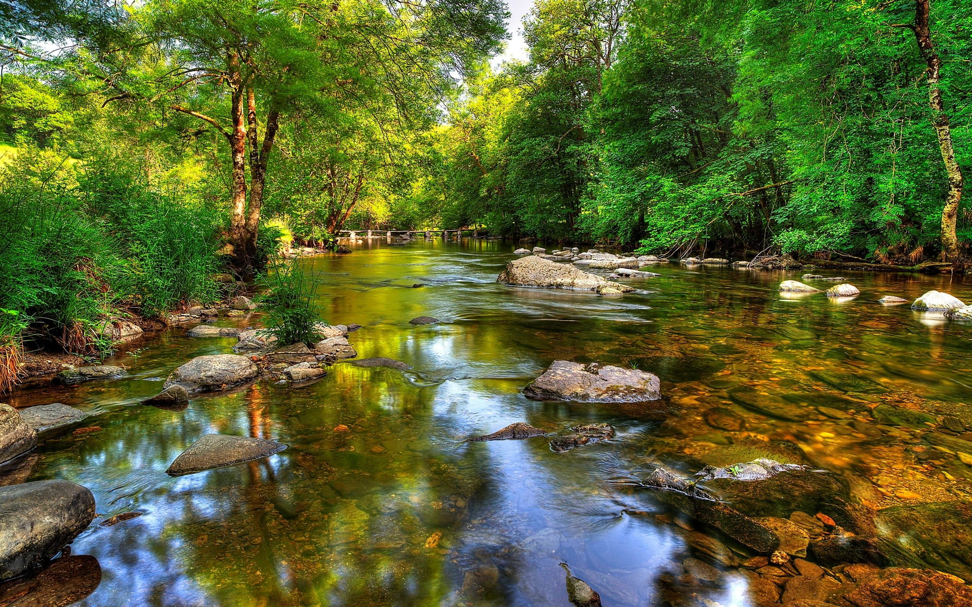 photo nature beauty image tree water plant rock 2k