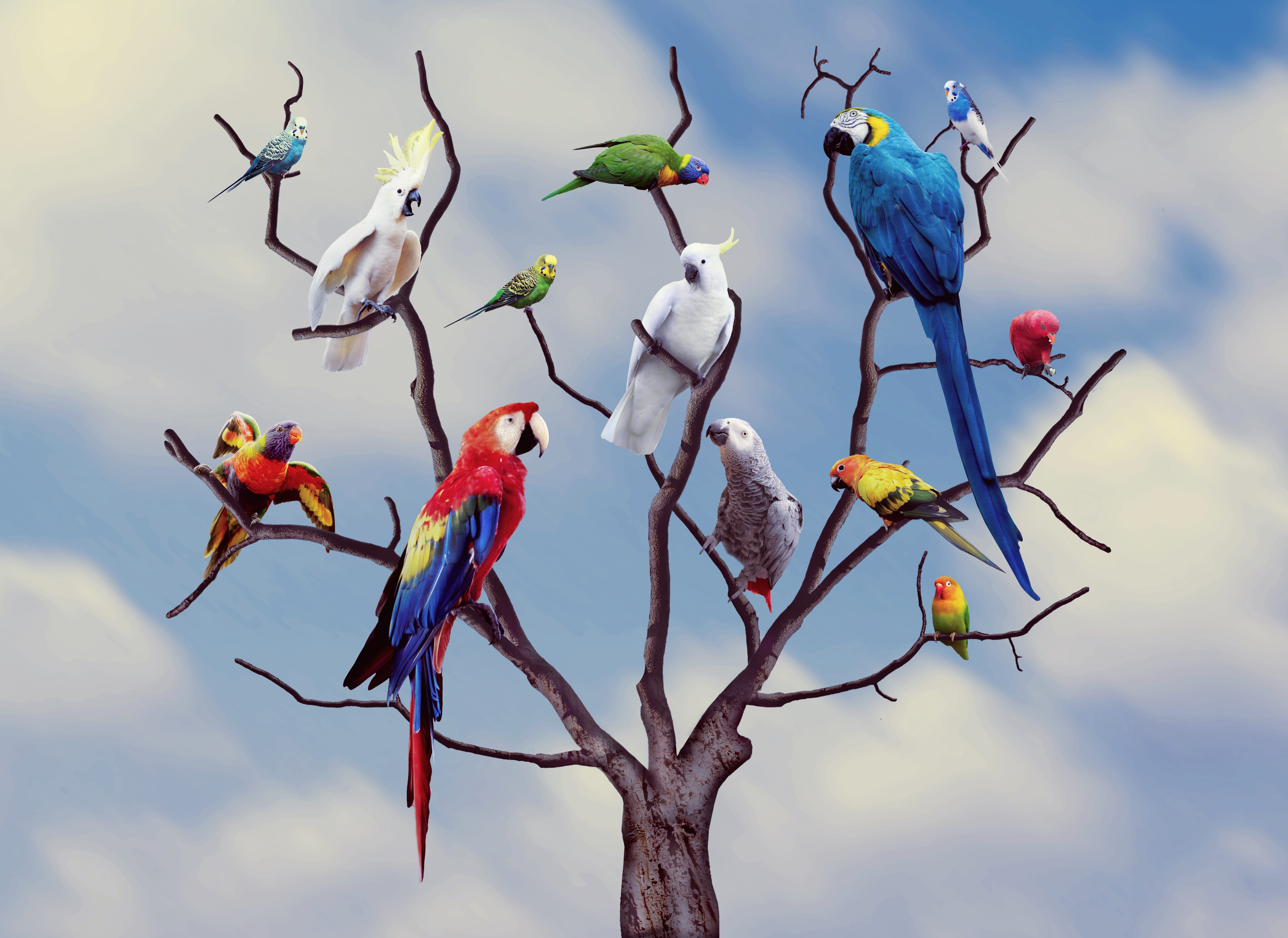 photo of birds on leafless tree Parrots Colors Animal nature 2k 4k 5k