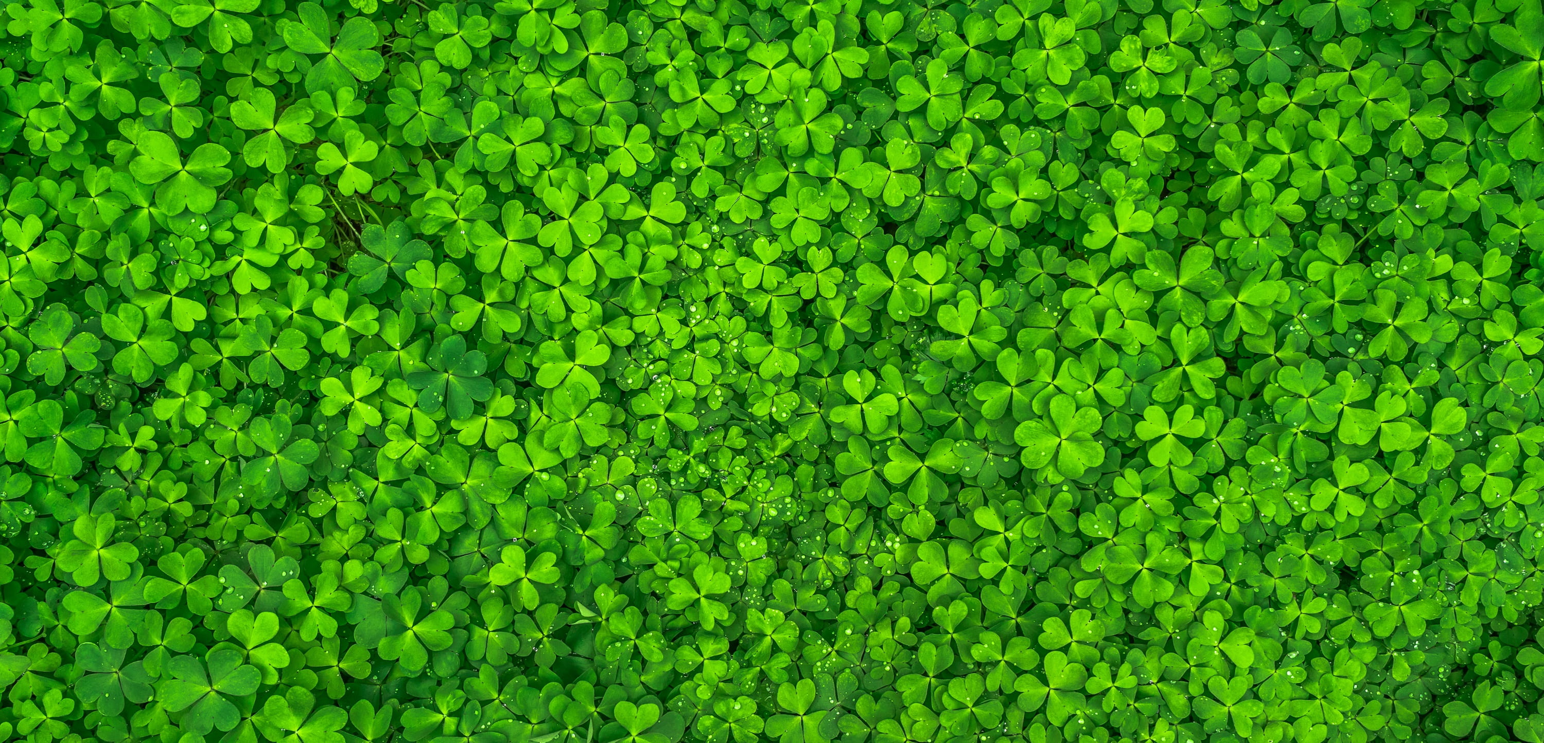photo of clover grass leaf nature green spring abstract 2k