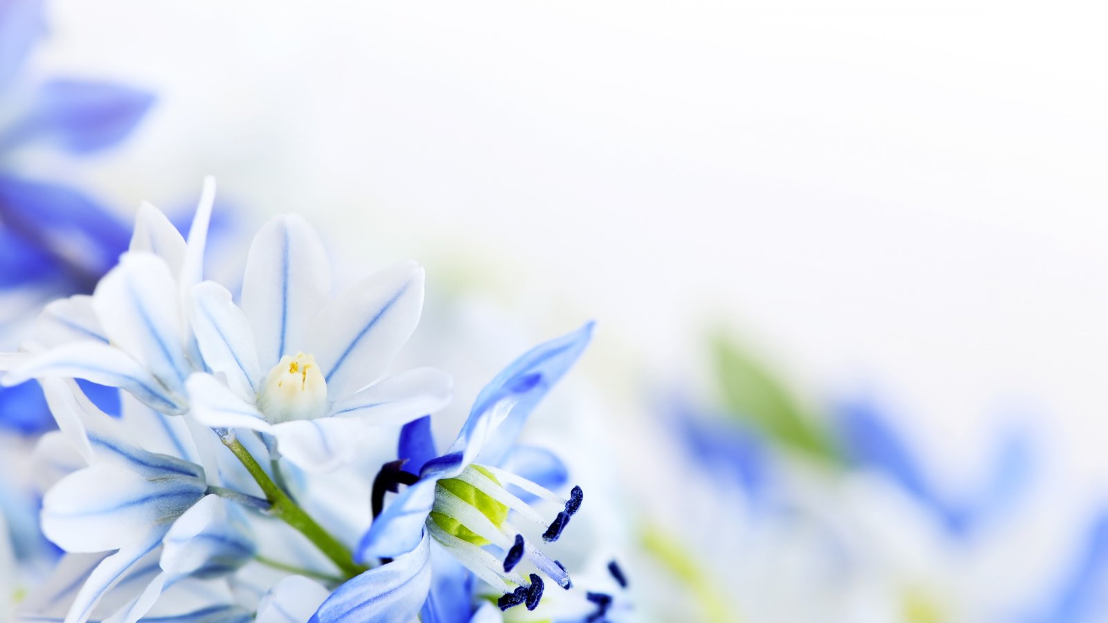 photography of white and blue flowers lilies the valley 2k 4k 5k 8k
