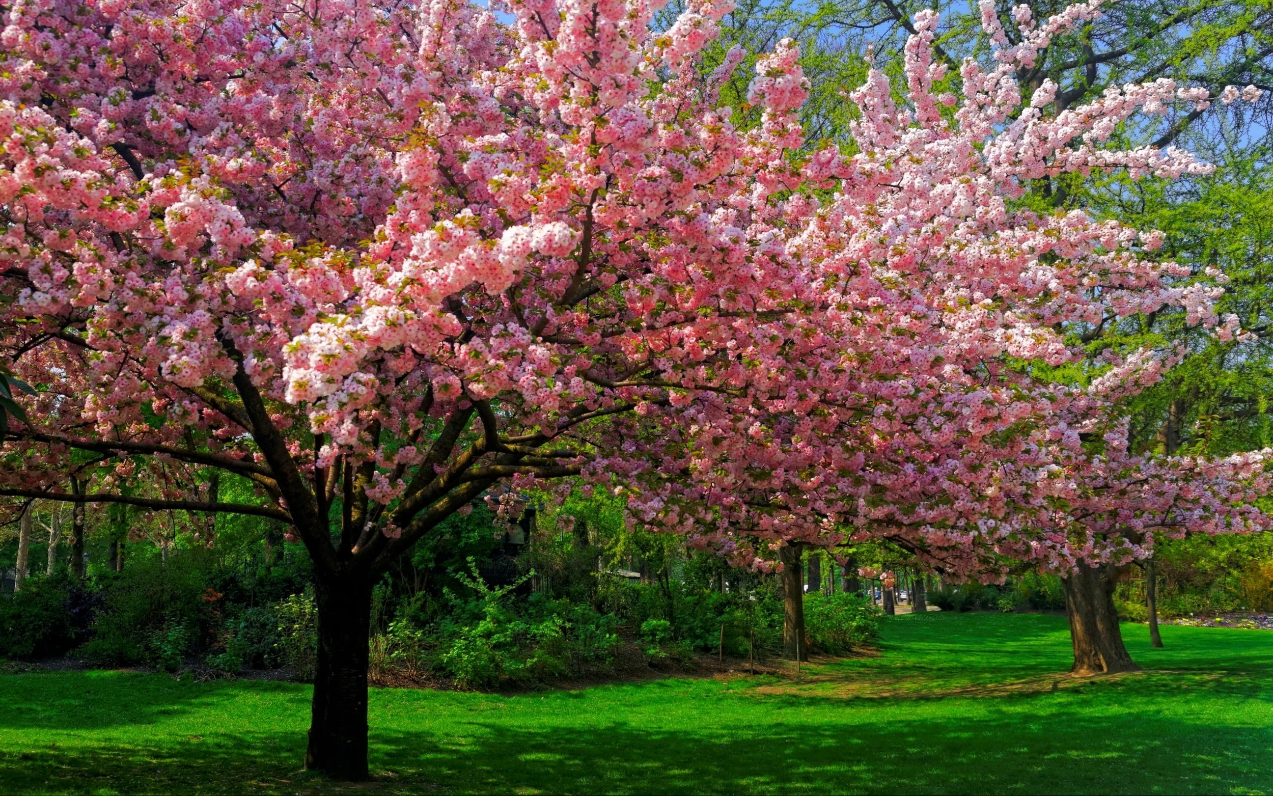 pink cherry blossoms landscape nature trees lawns park flowers 2k
