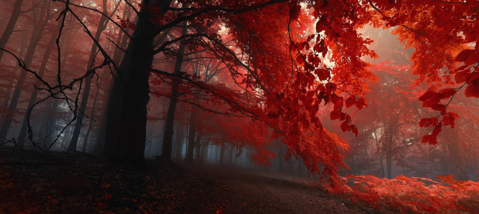 red leafed trees photography fall nature 2k 4k