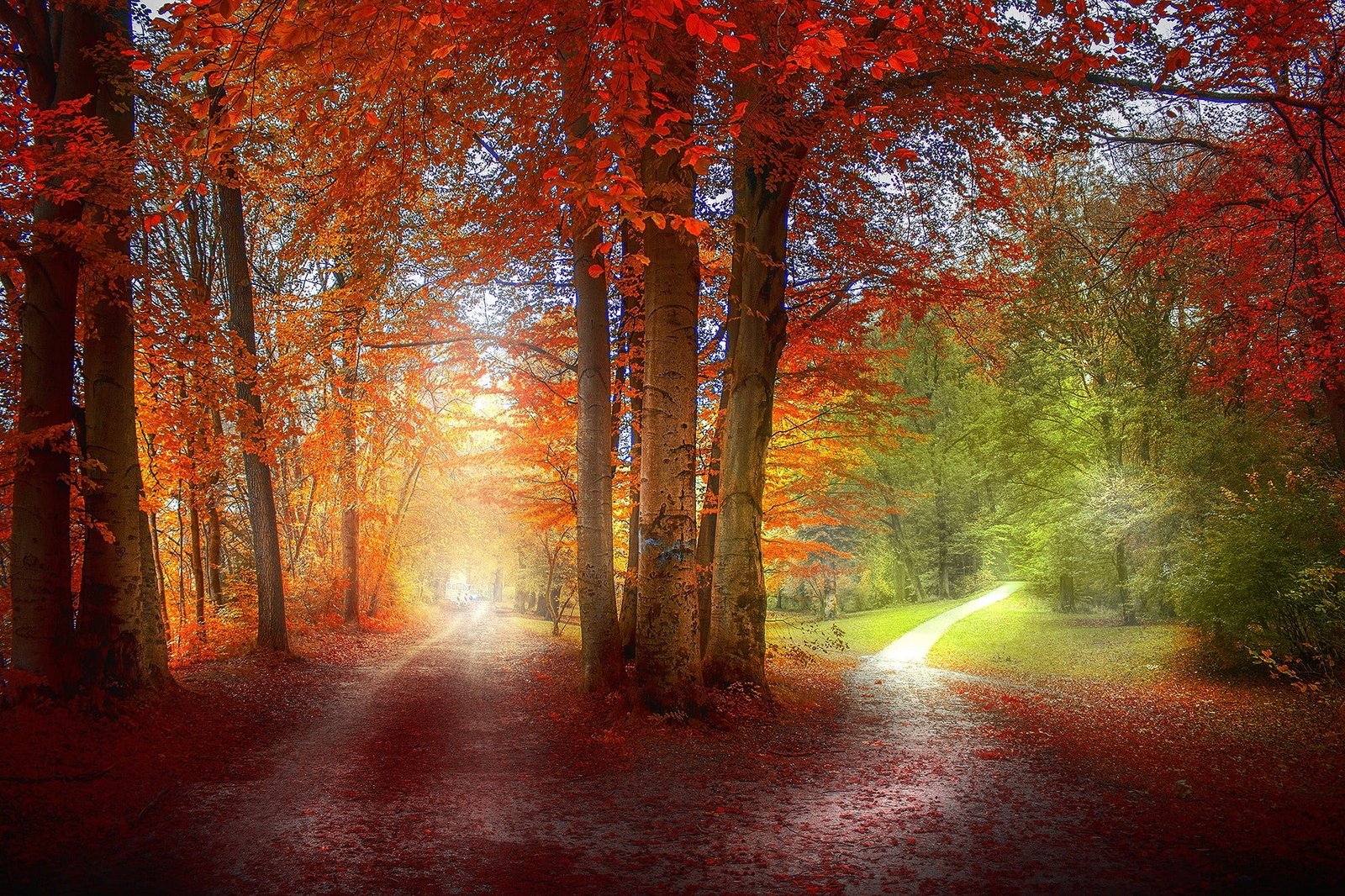 red leafed trees untitled grass path green orange nature 2k