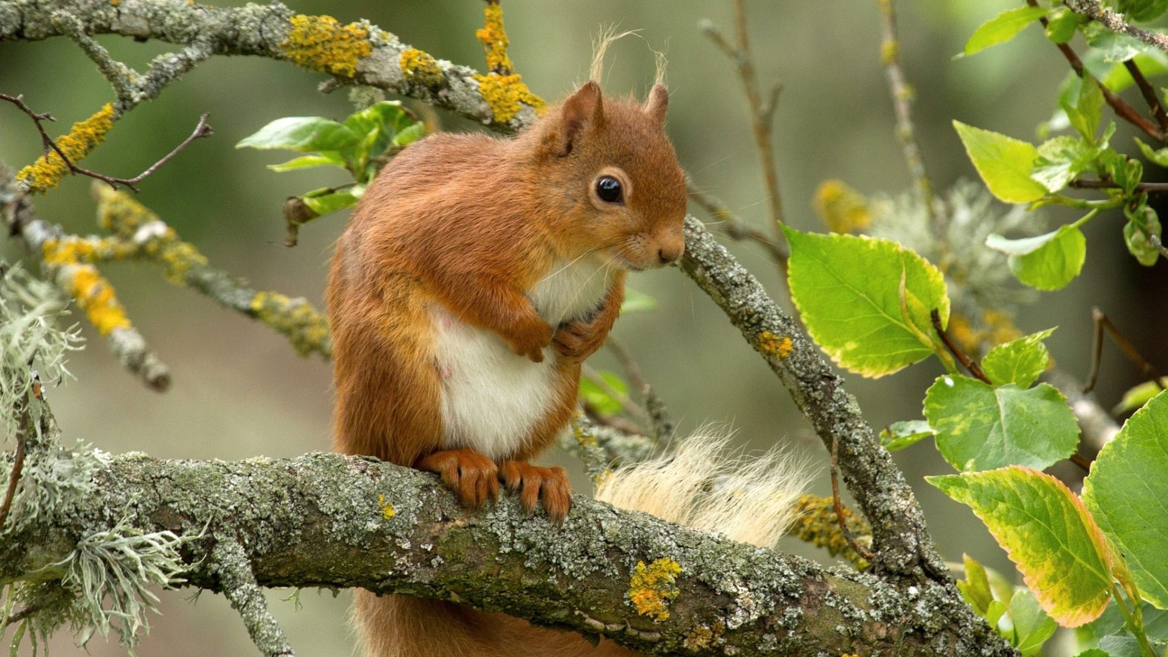 Red Squirrel On Tree Hd Wallpapers For Mobile Phones And Laptops 2k 4k