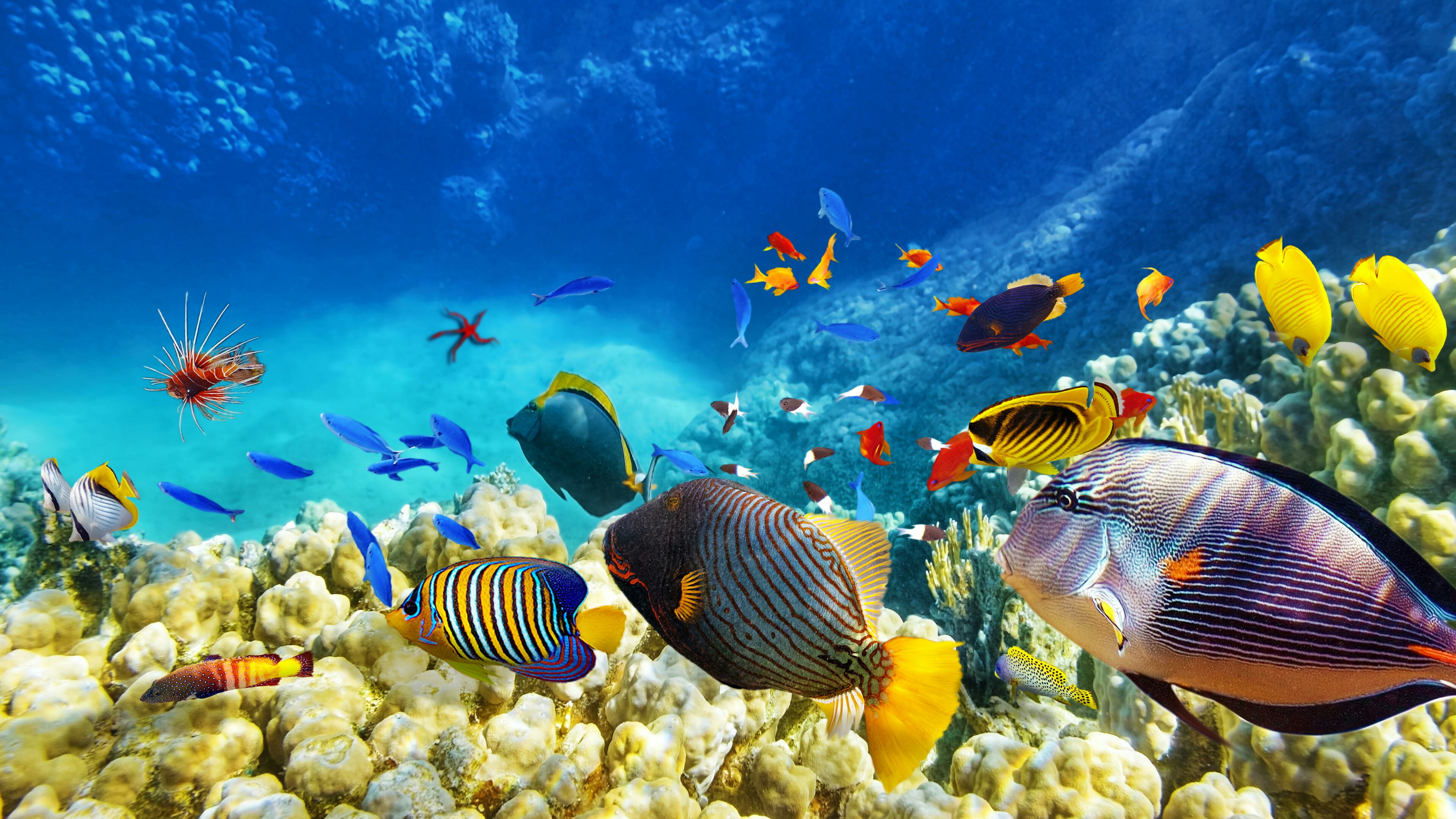 school of fish coral reef ecosystem marine biology 2k 4k