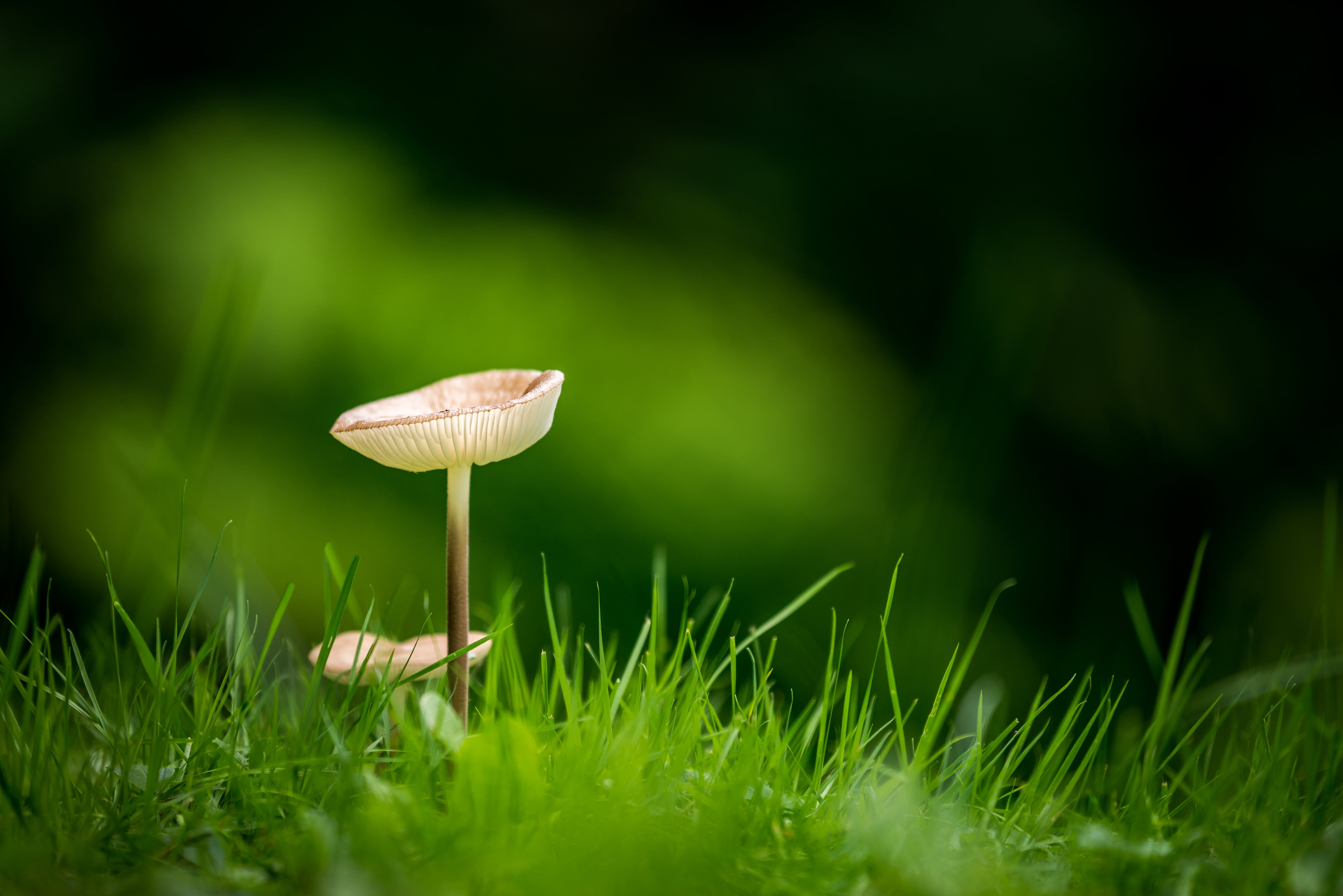 selective focus photography of fully bloom mushroom surrounded by green grass 2k 4k 5k