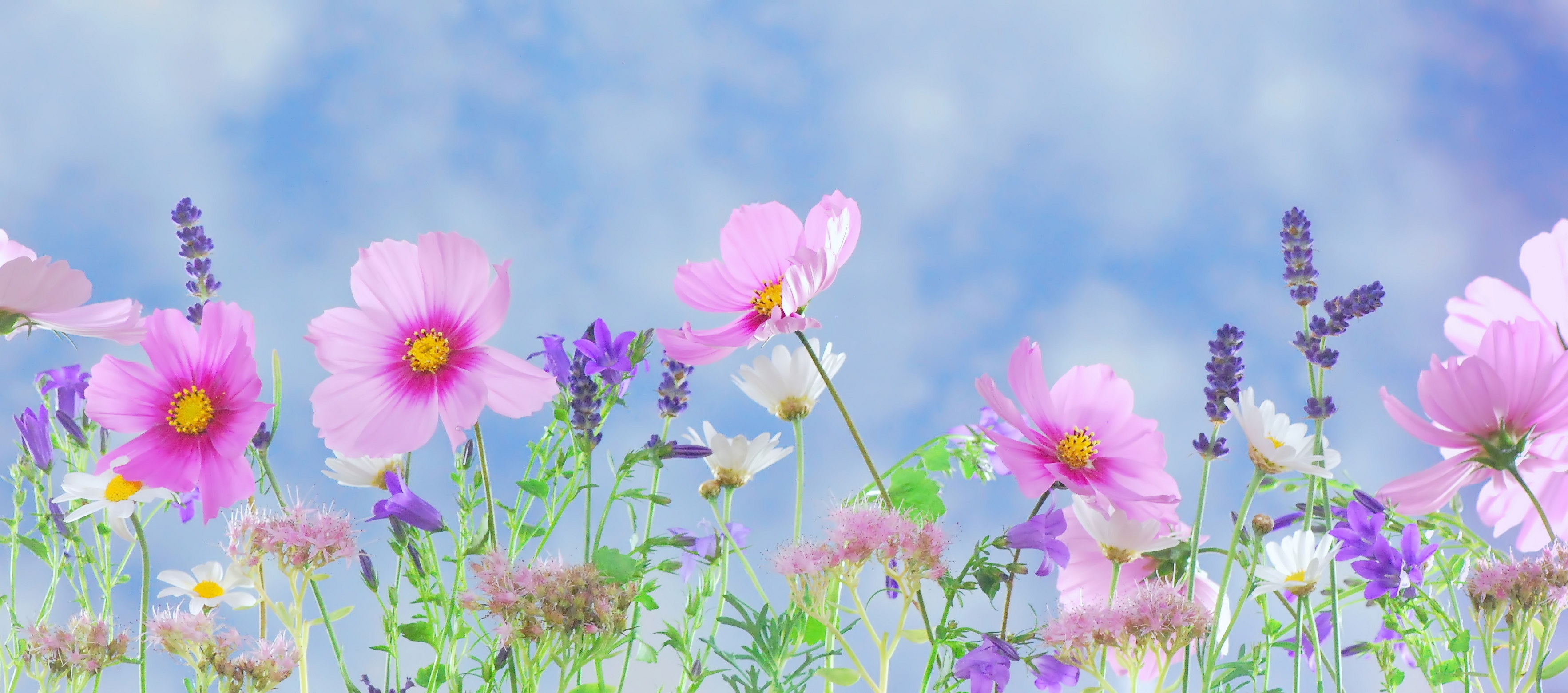selective focus photography of pin cosmos flowers and lavender 2k 4k