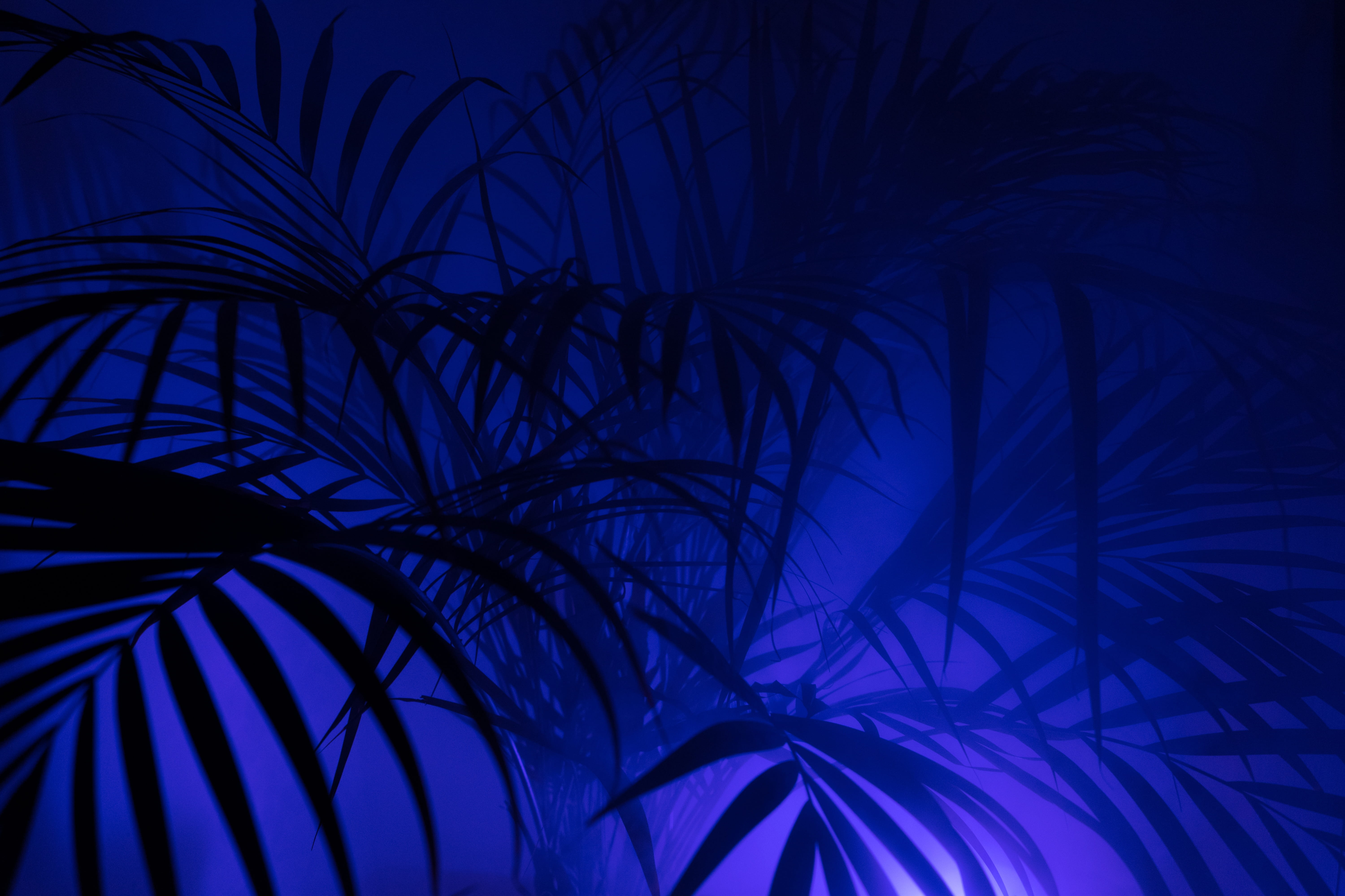 silhouette of palm tree Diffuse Hip Hipster Fog art neon 2k 4k 5k
