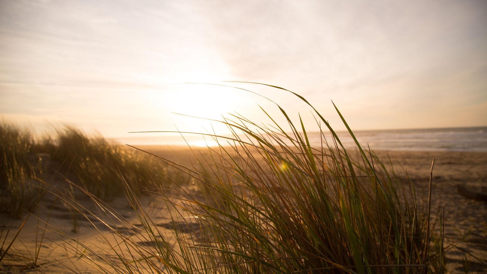 sky horizon sea sun grass sunlight sandy shore morning 2k 4k 5k