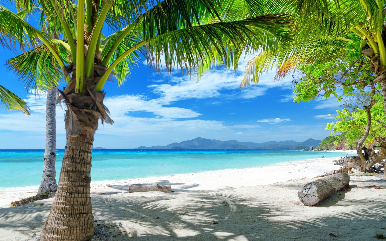 Summer beach sand palm trees 2k