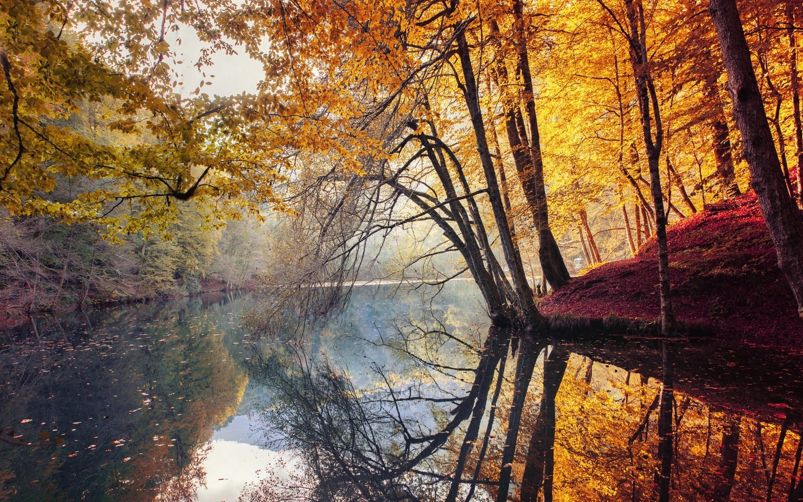 tall trees nature landscape fall yellow red leaves mist 2k