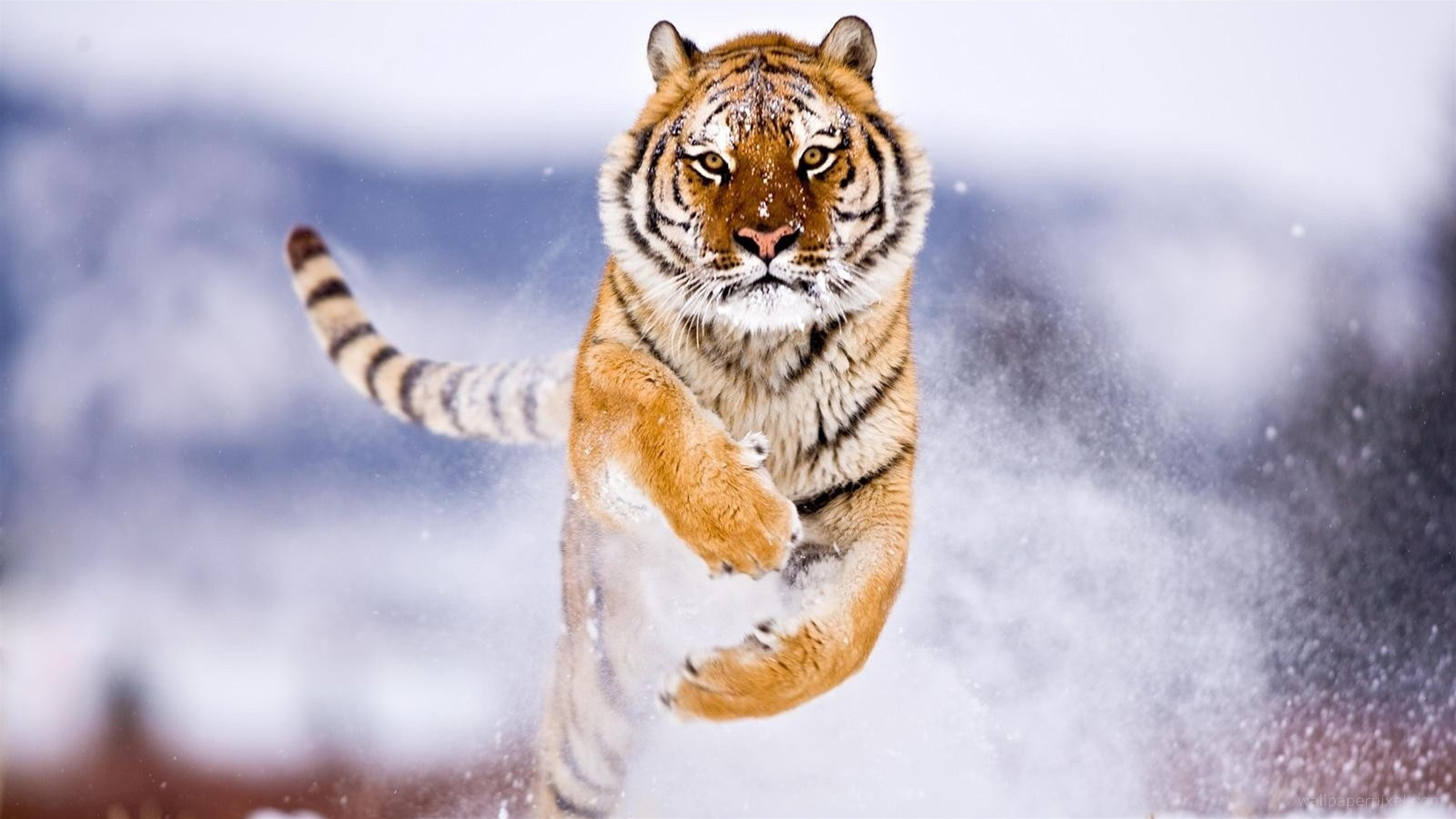 tiger cute animals snow winter 2k 4k 5k 8k
