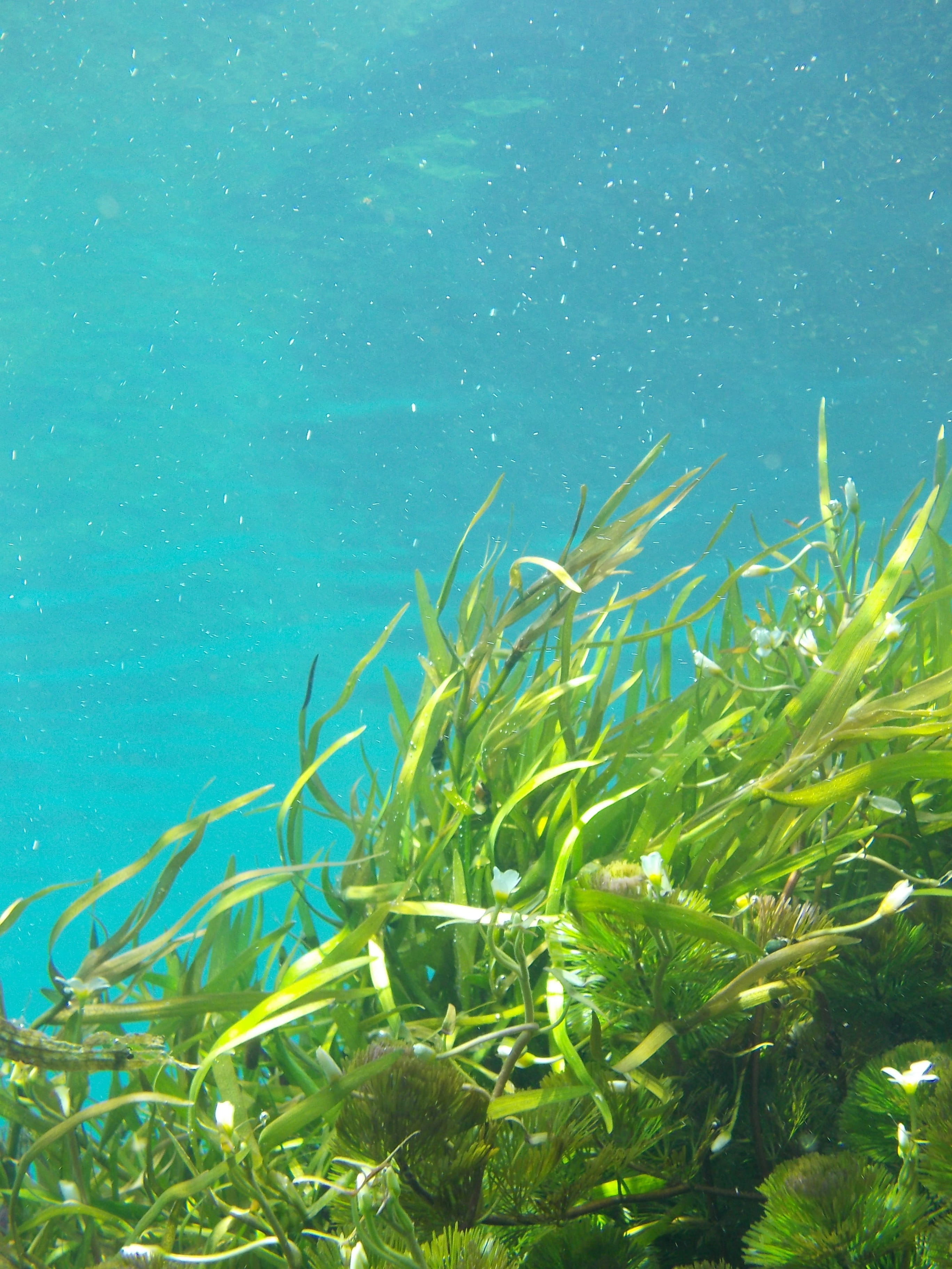 underwater photo of green leaf plants kelp seaweed beach color 2k