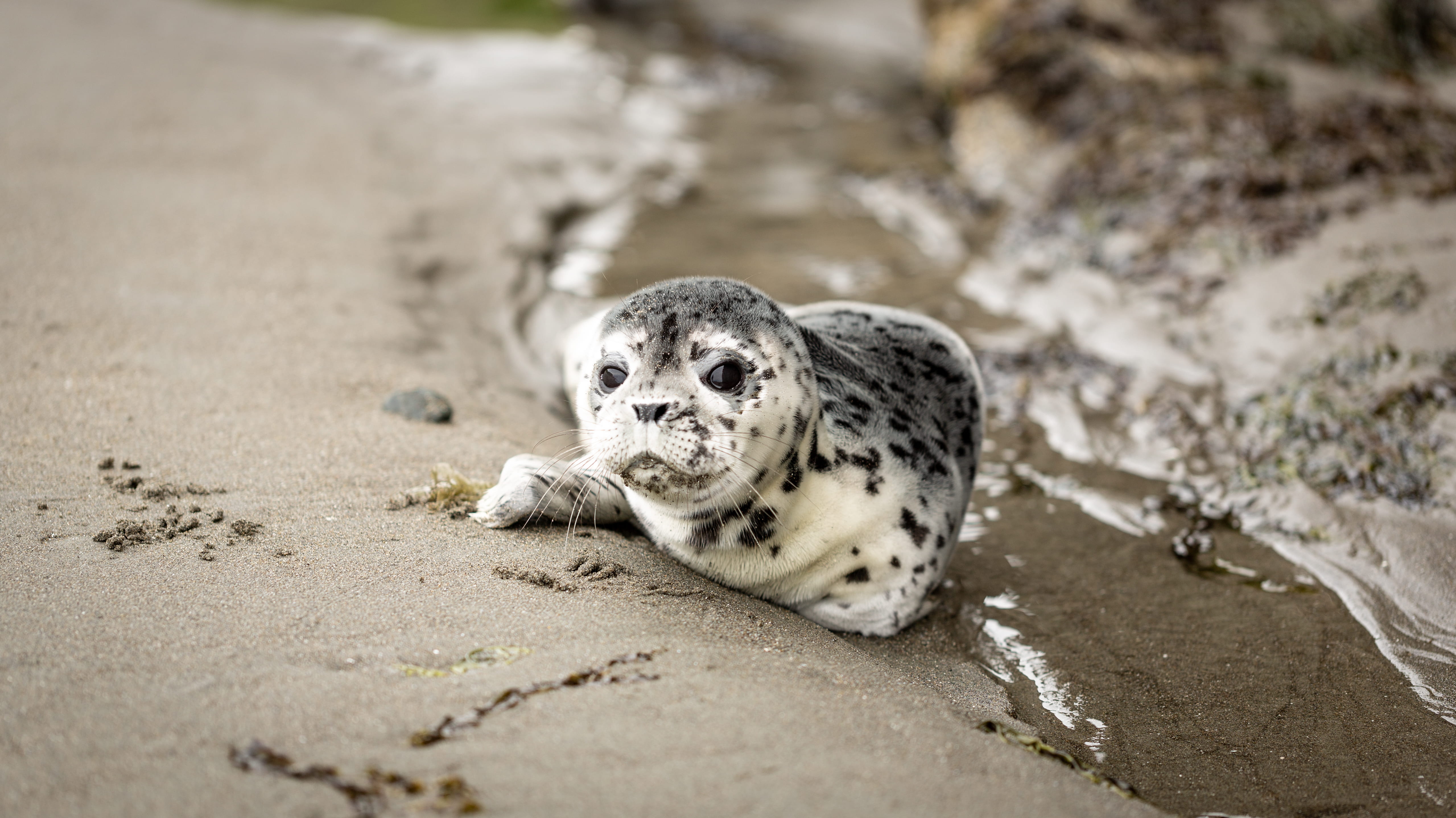 White and Black Seal on Shoreline animal baby seal beach cute 2k 4k 5k