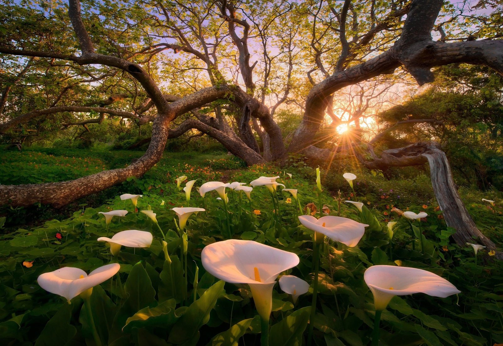 white peace lily flowers nature landscape trees California 2k
