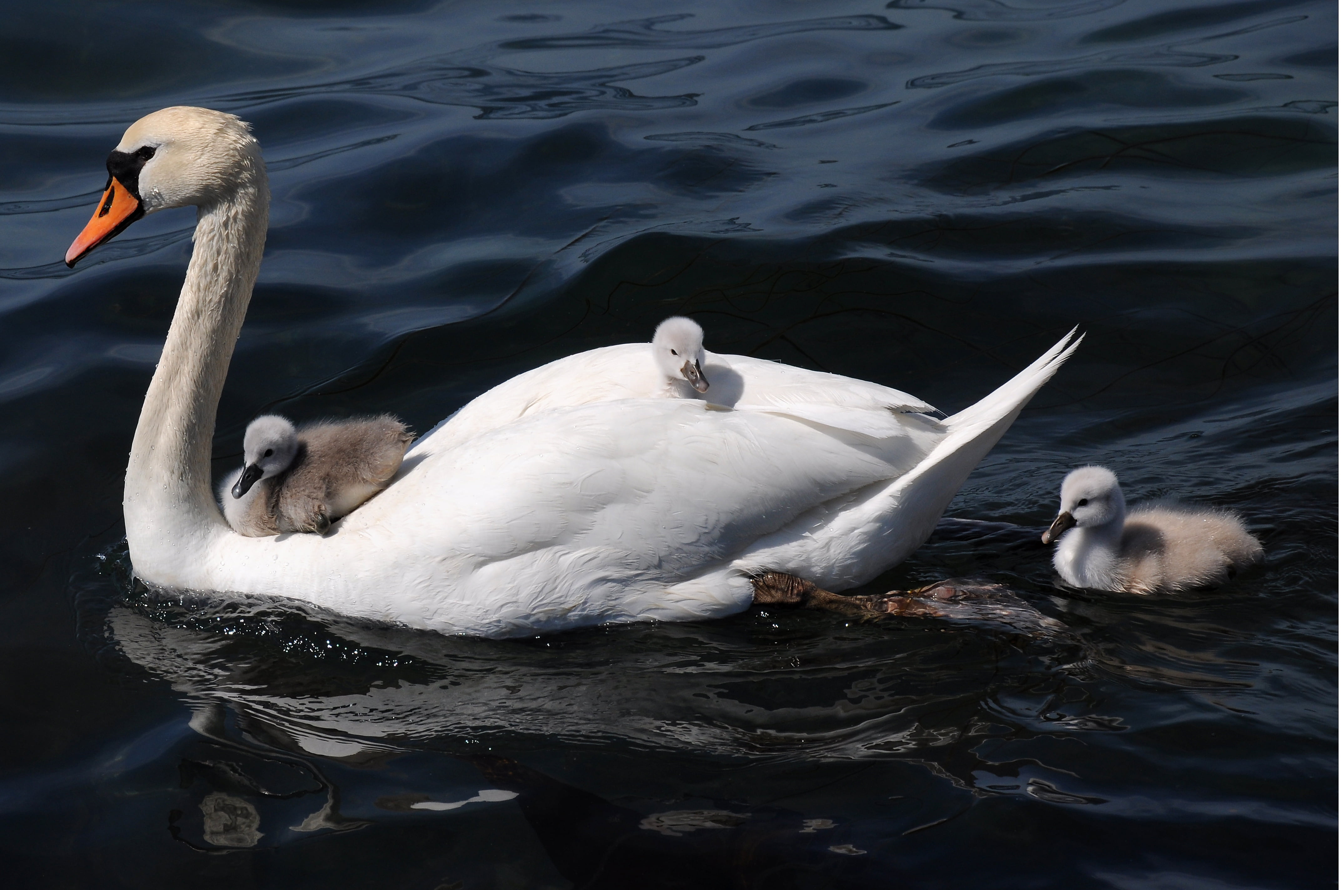 white swan and baby s on body of water cygnets 2k 4k