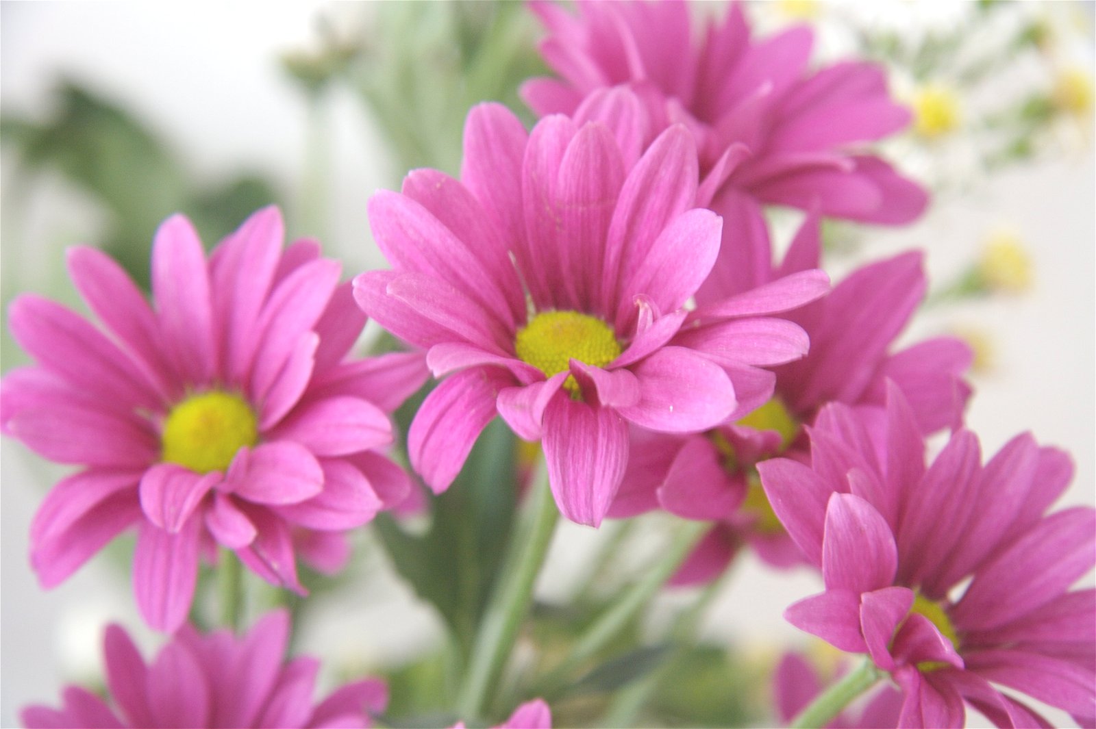 yellow and pink petaled flowers Fresh Raw flora nature plant 2k 4k