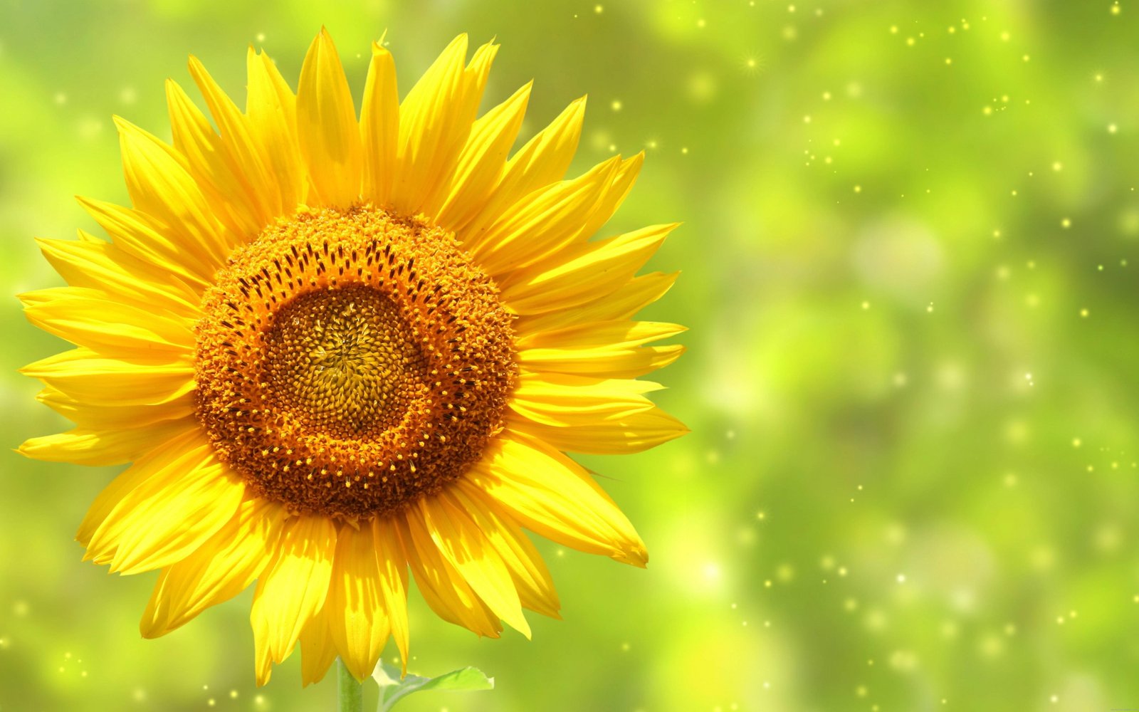 Yellow sunflower yellow nature 2k 4k 5k