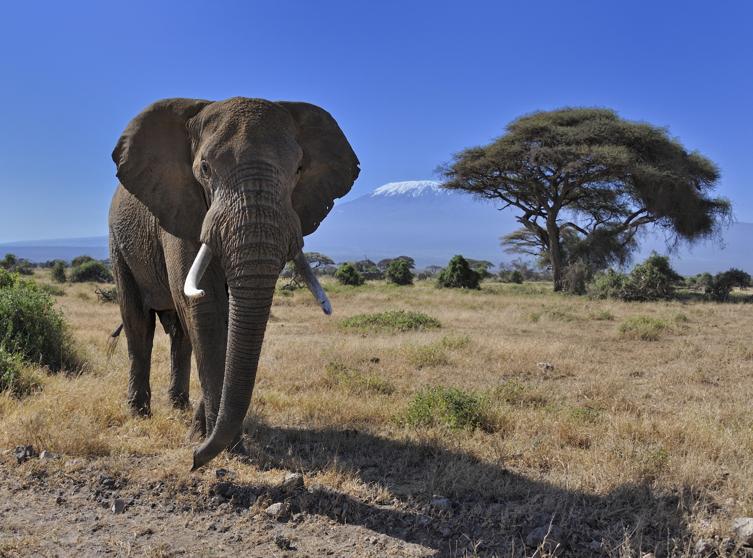 African Bush Elephant Animals Wild View Travel Protect Nature 2k