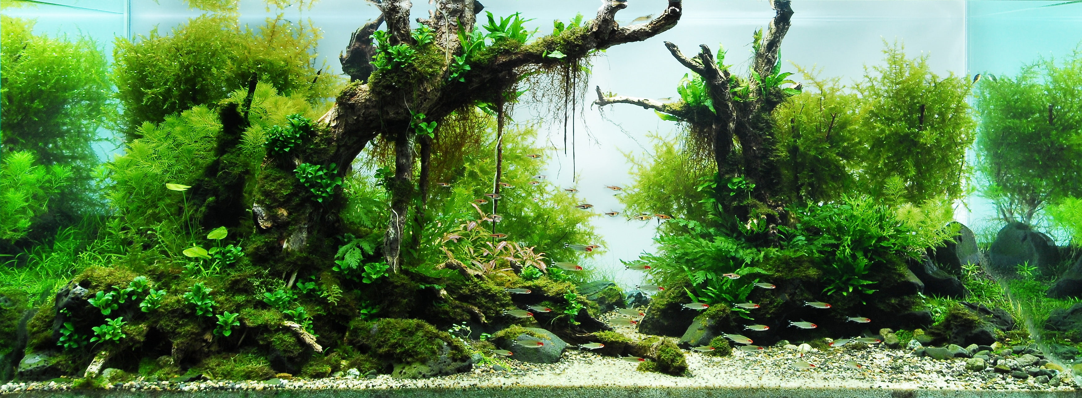 aquarium Nature Forests HD Art 2k
