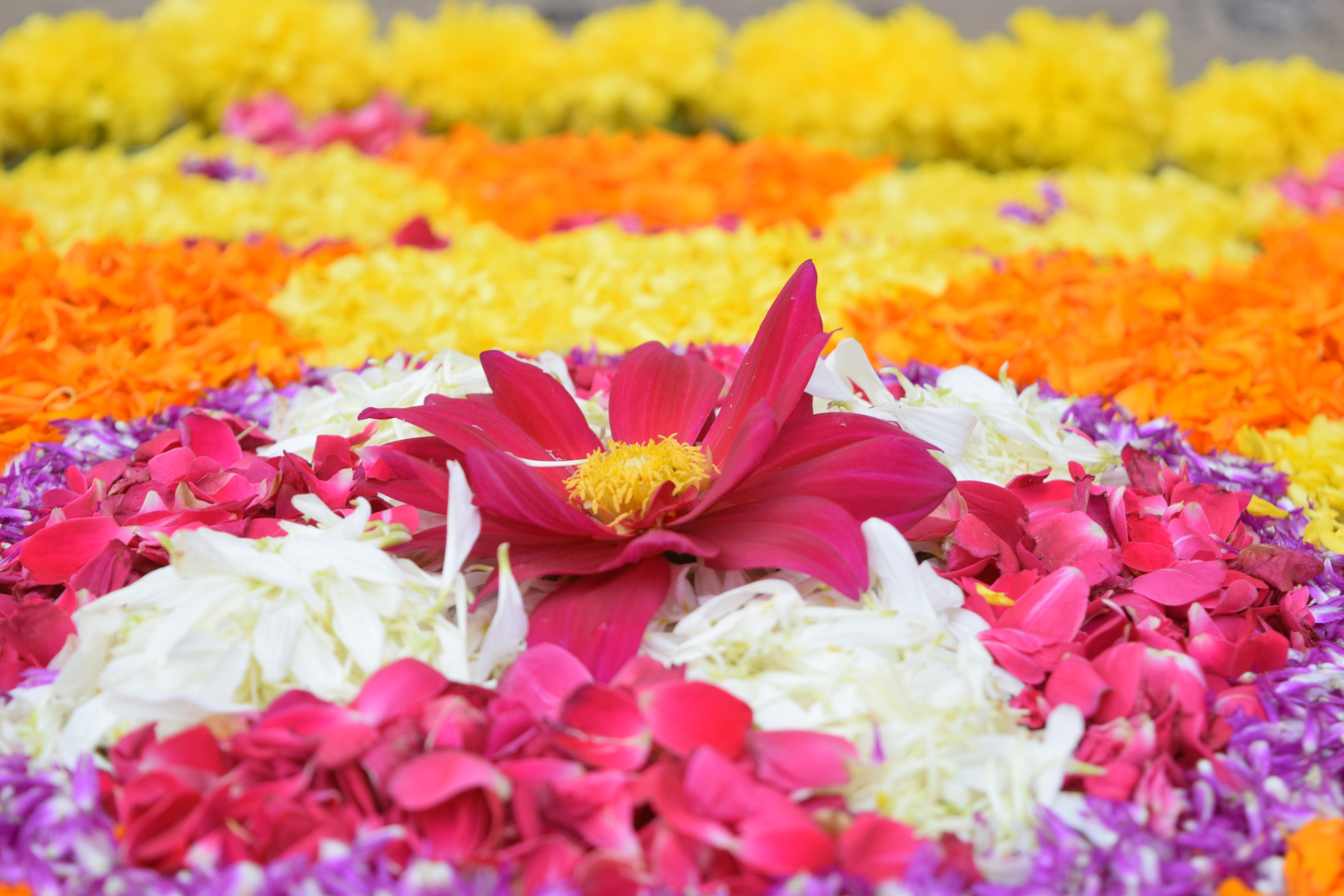 assorted flower bed Onam Kerala Festival India traditional 2k 4k 5k