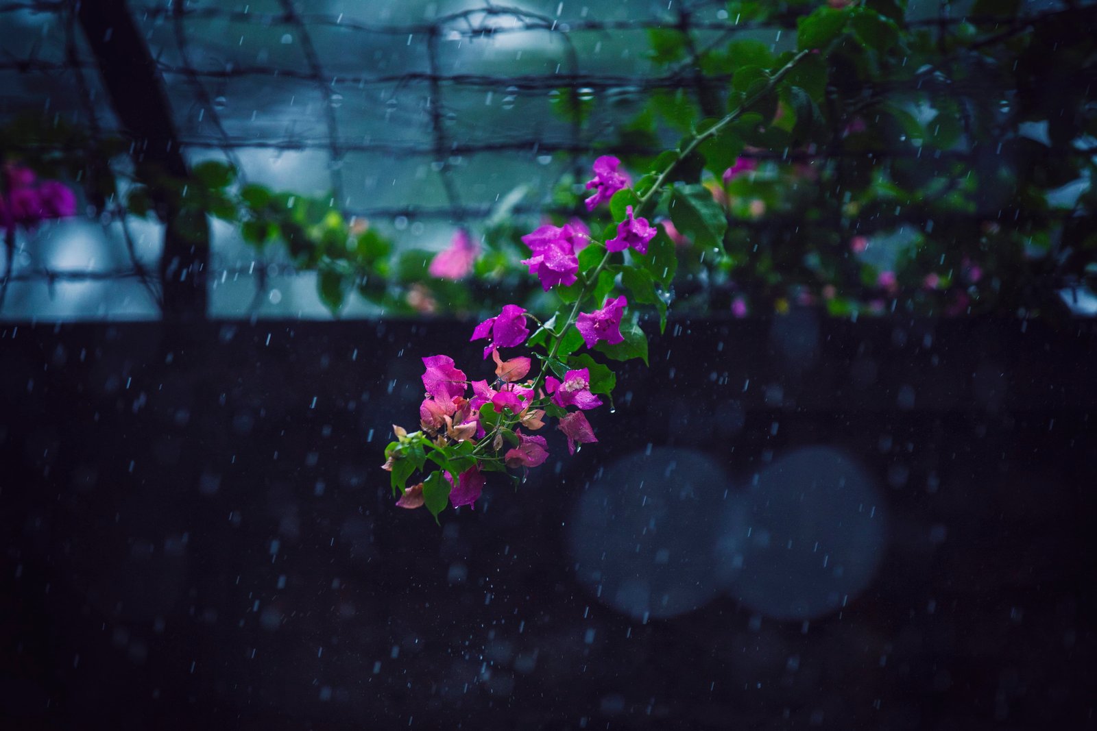 bangladesh dhaka division leaf nature boundary flower 2k 4k 5k