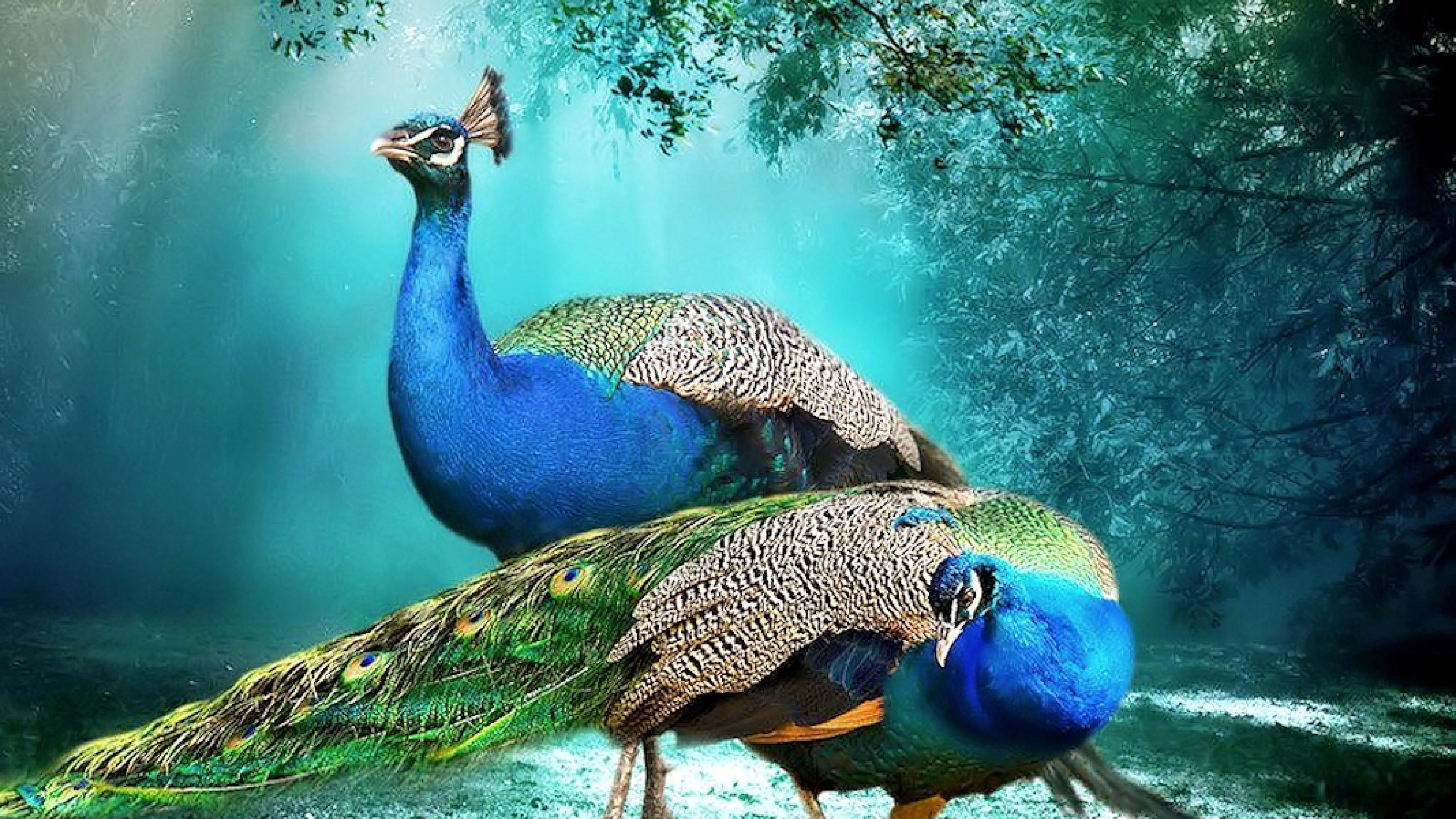 Beautiful Background Peacock Pair Hd Wallpaper Peacocks 2k 4k