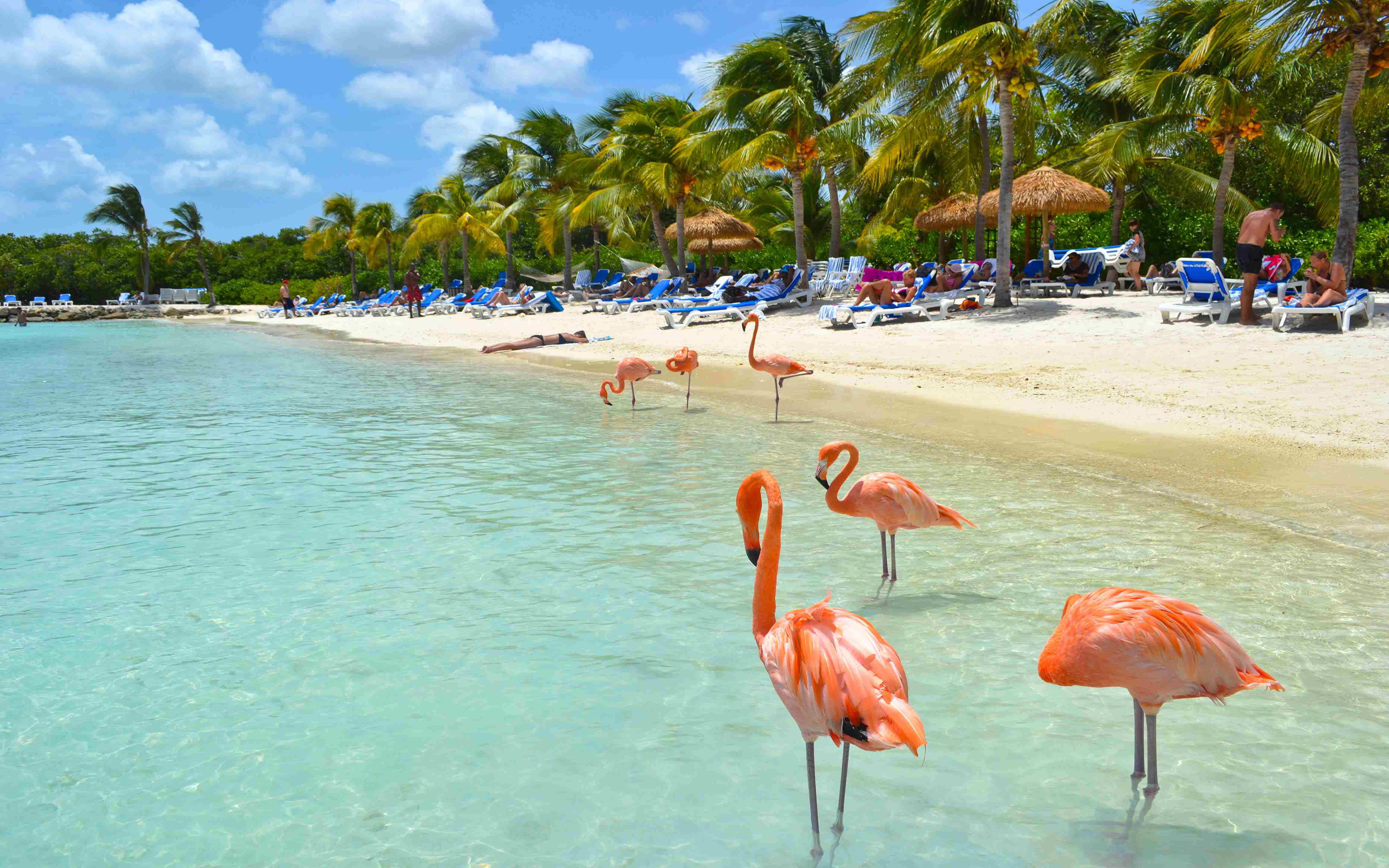 Beautiful Flamingos On Aruba Beach Island Caribbean Birds Wallpaper Hd 2k 4k 5k