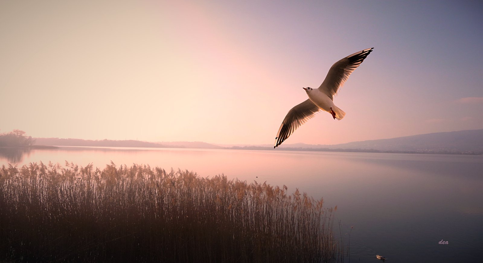 bird flying in sky over body of water nature wildlife animal 2k 4k 5k