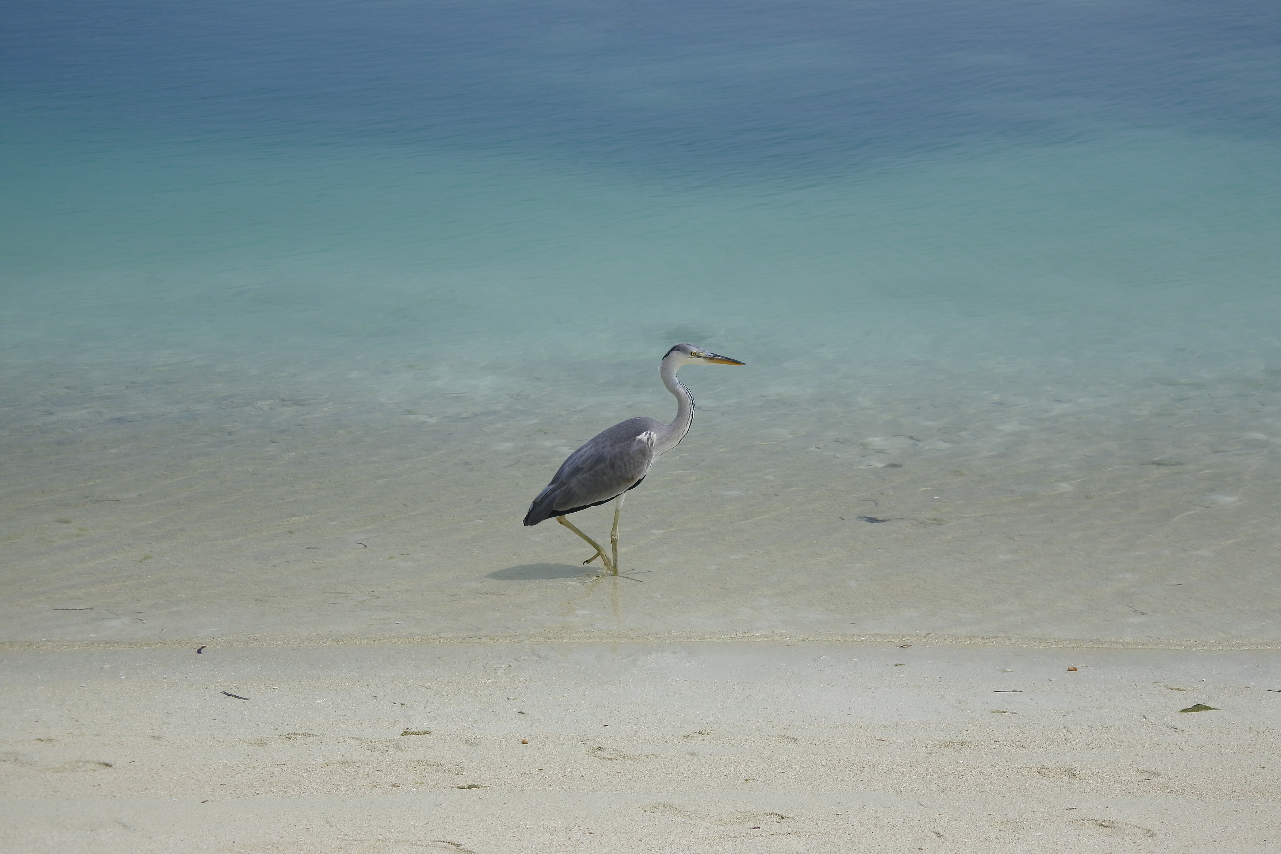 birds beach animal themes wildlife animals in the wild 2k 4k