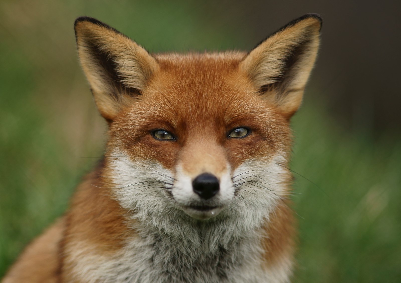 brown and white fox closeup photography red Fox animal wildlife 2k 4k