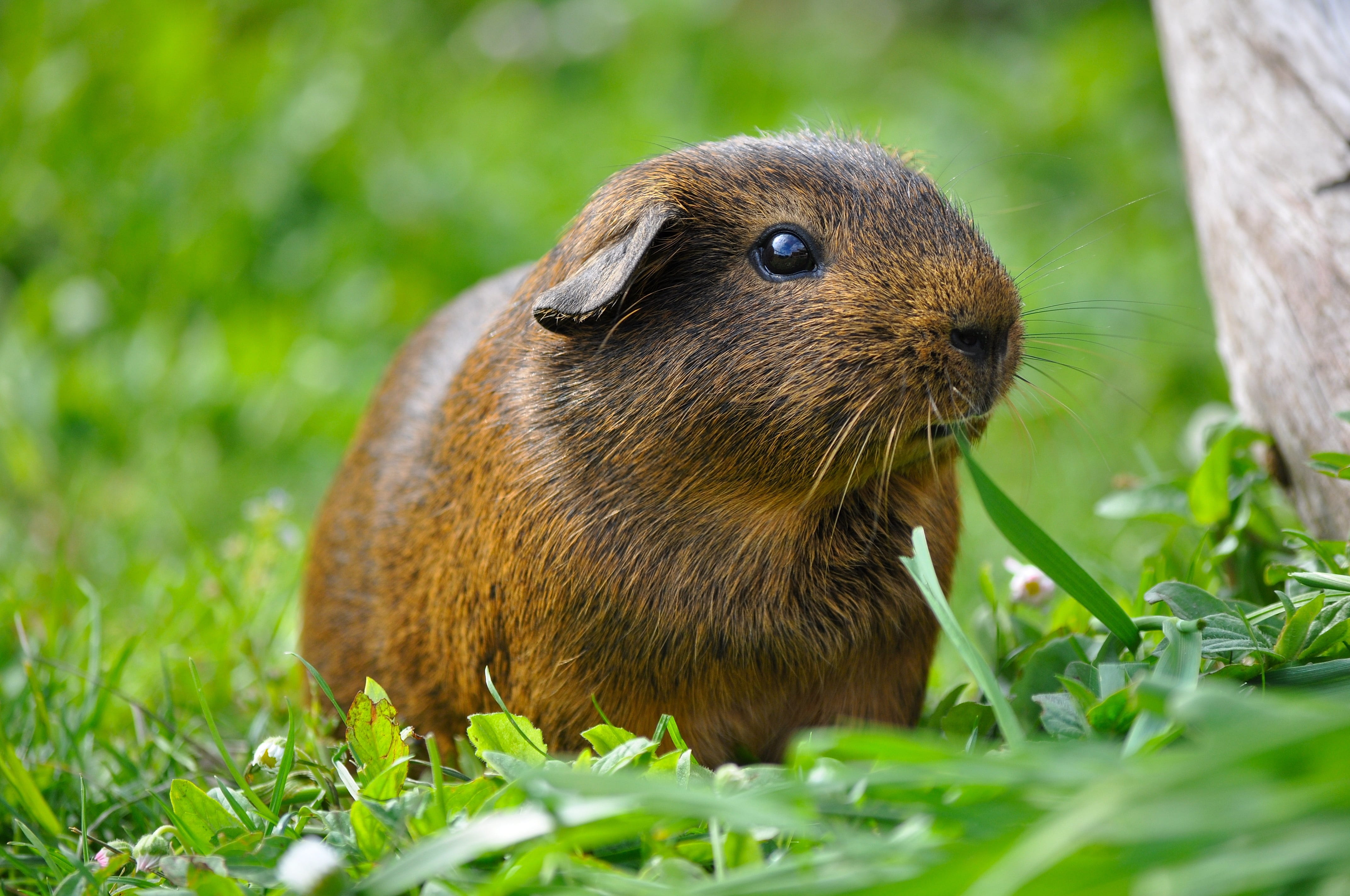 brown capybara on green grass guinea pig animal rodent smooth hair 2k 4k