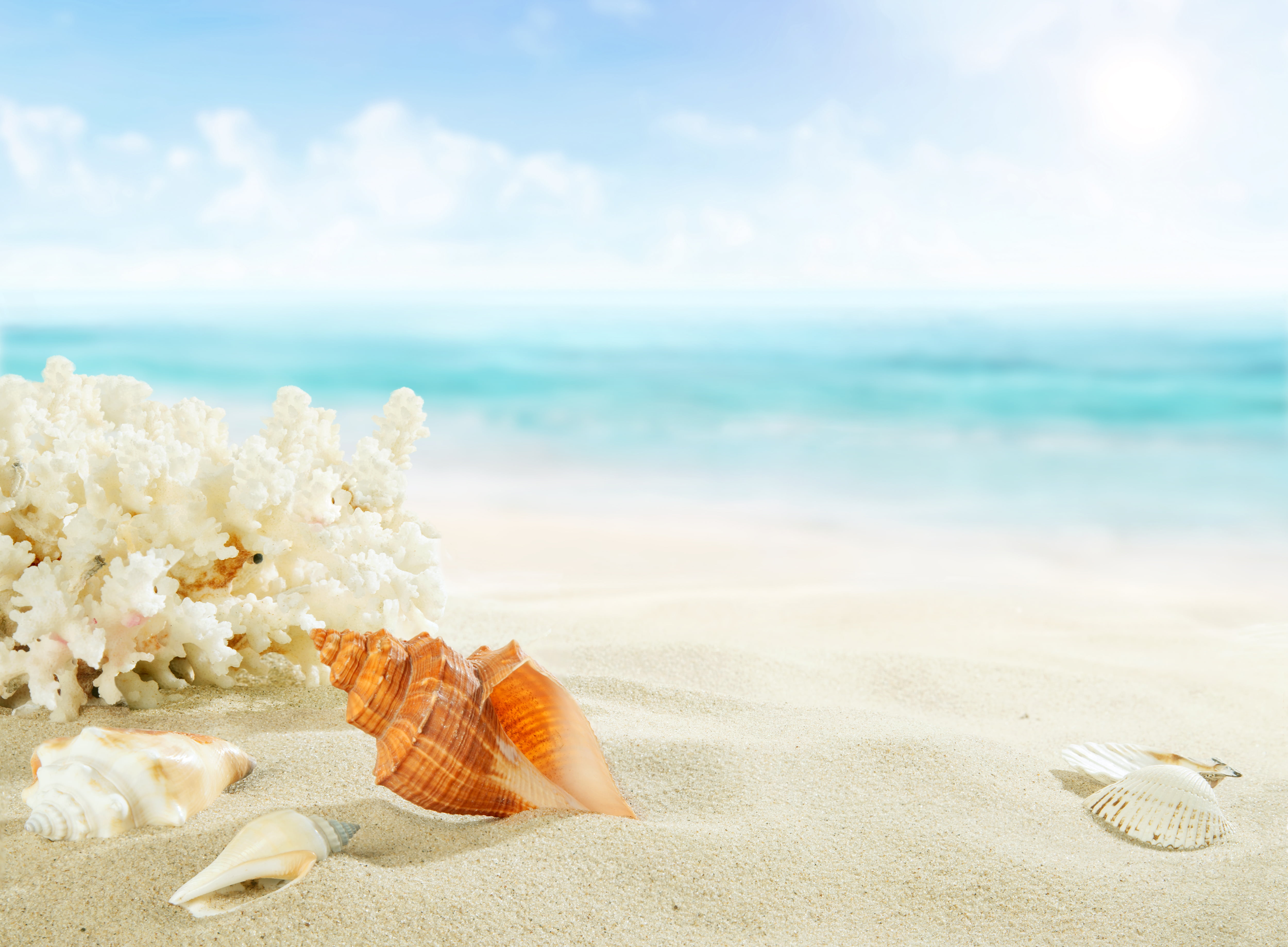 brown conch shell sand sea beach shore summer blue paradise 2k 4k 5k