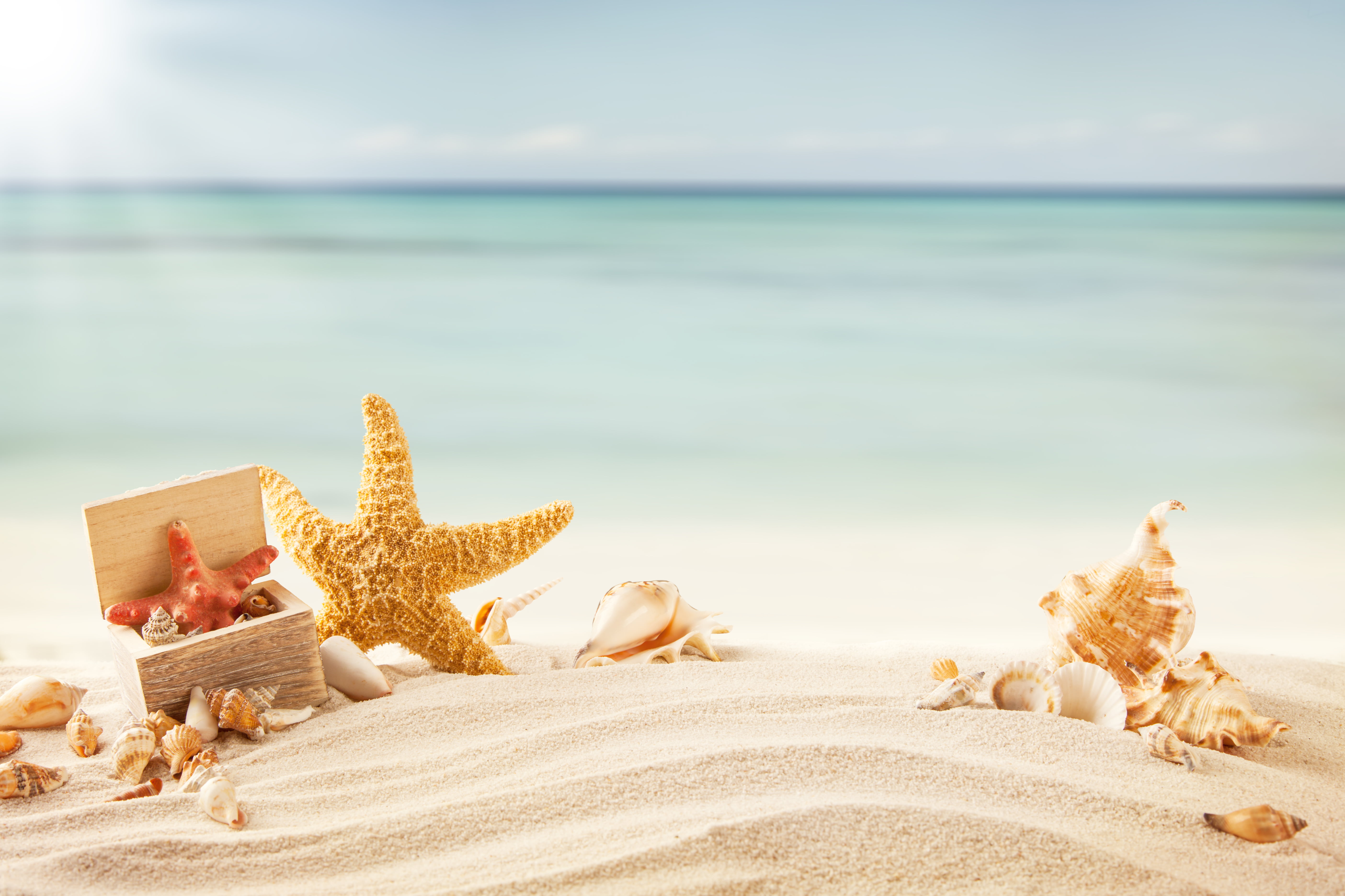 brown starfish sand sea beach tropics shell vacations summer 2k 4k 5k