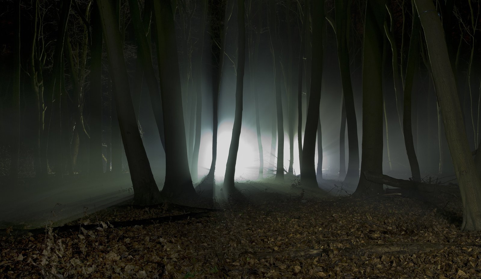brown trees photography of forest at night time nature landscape 2k 4k 5k