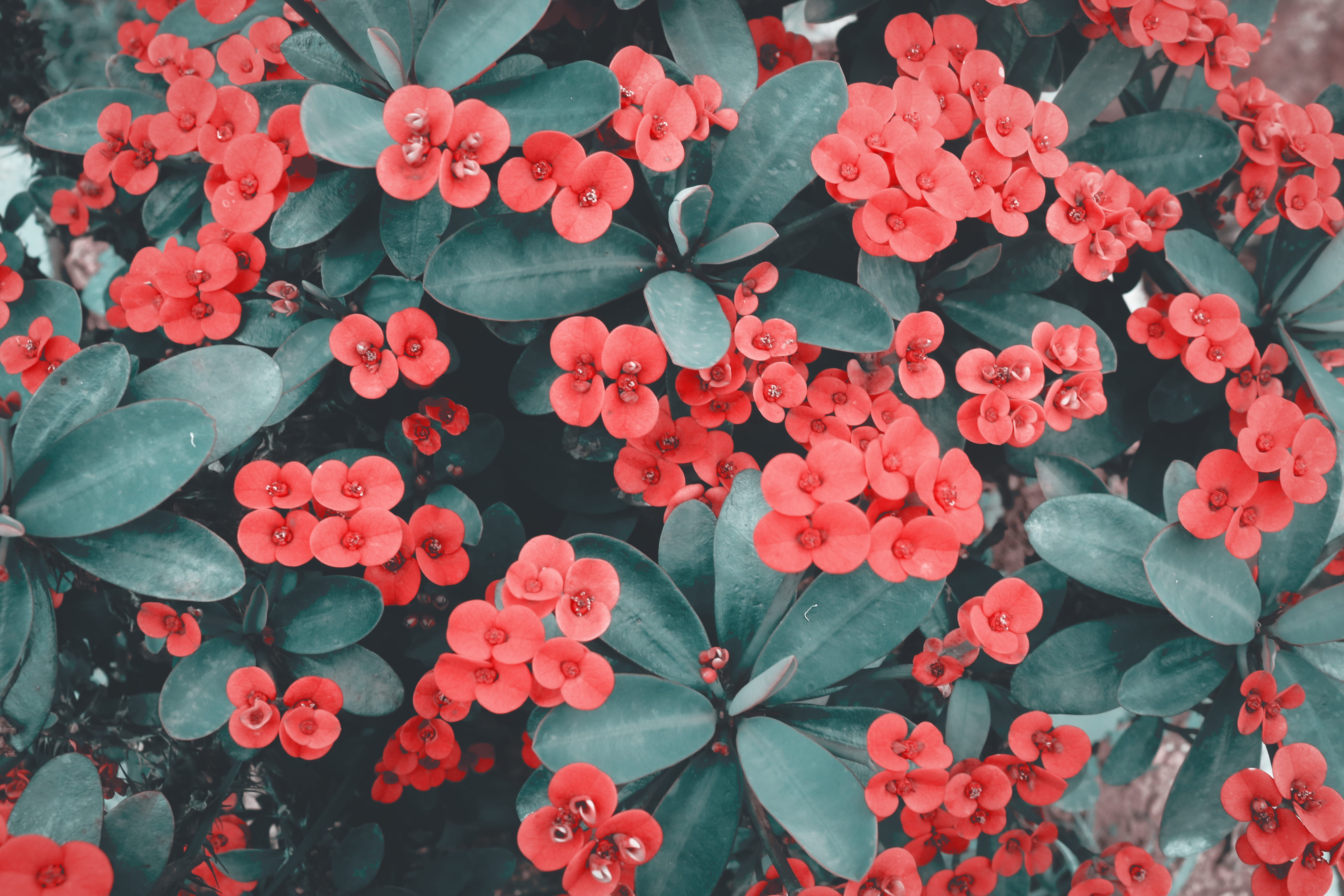 Close Up Photo of Red Flowers wallpaper beautiful bloom 2k 4k 5k
