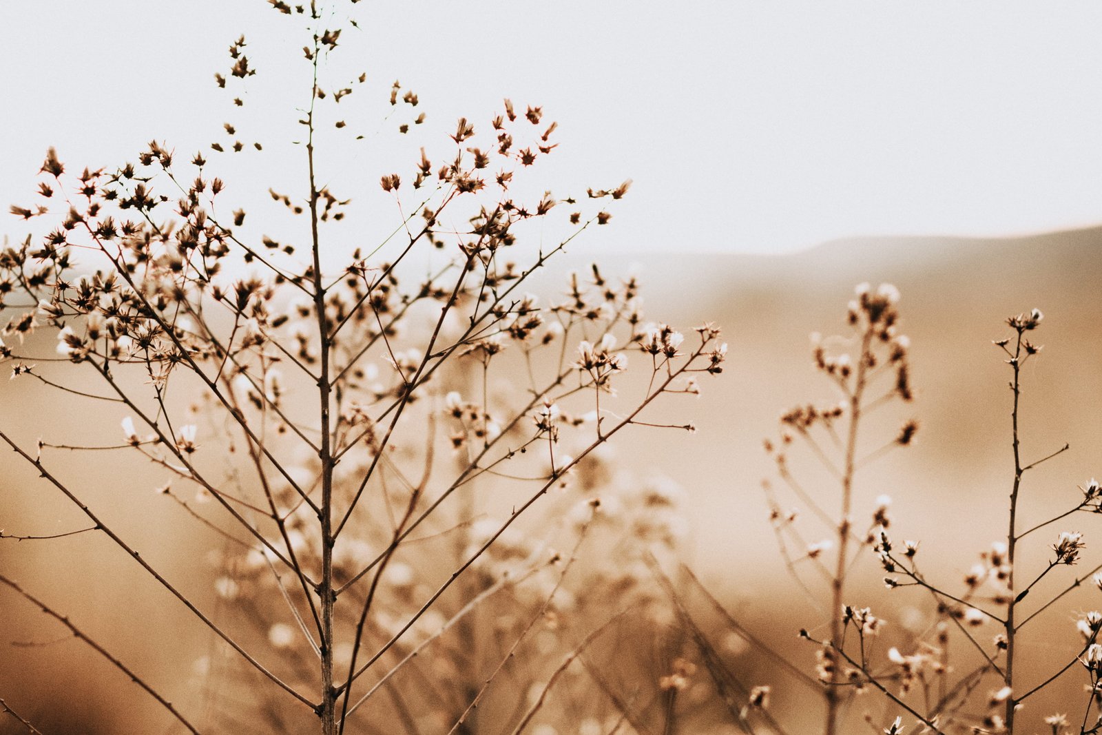 cotton plant on sephia photo grass nature outdoors field 2k 4k