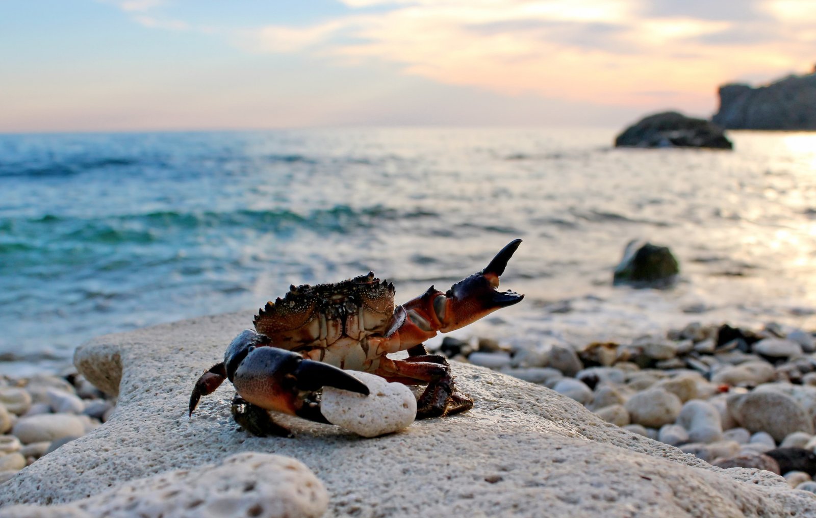 Crab on beach brown crab Eriphia spinifrons Crabs Sea sand 2k 4k 5k