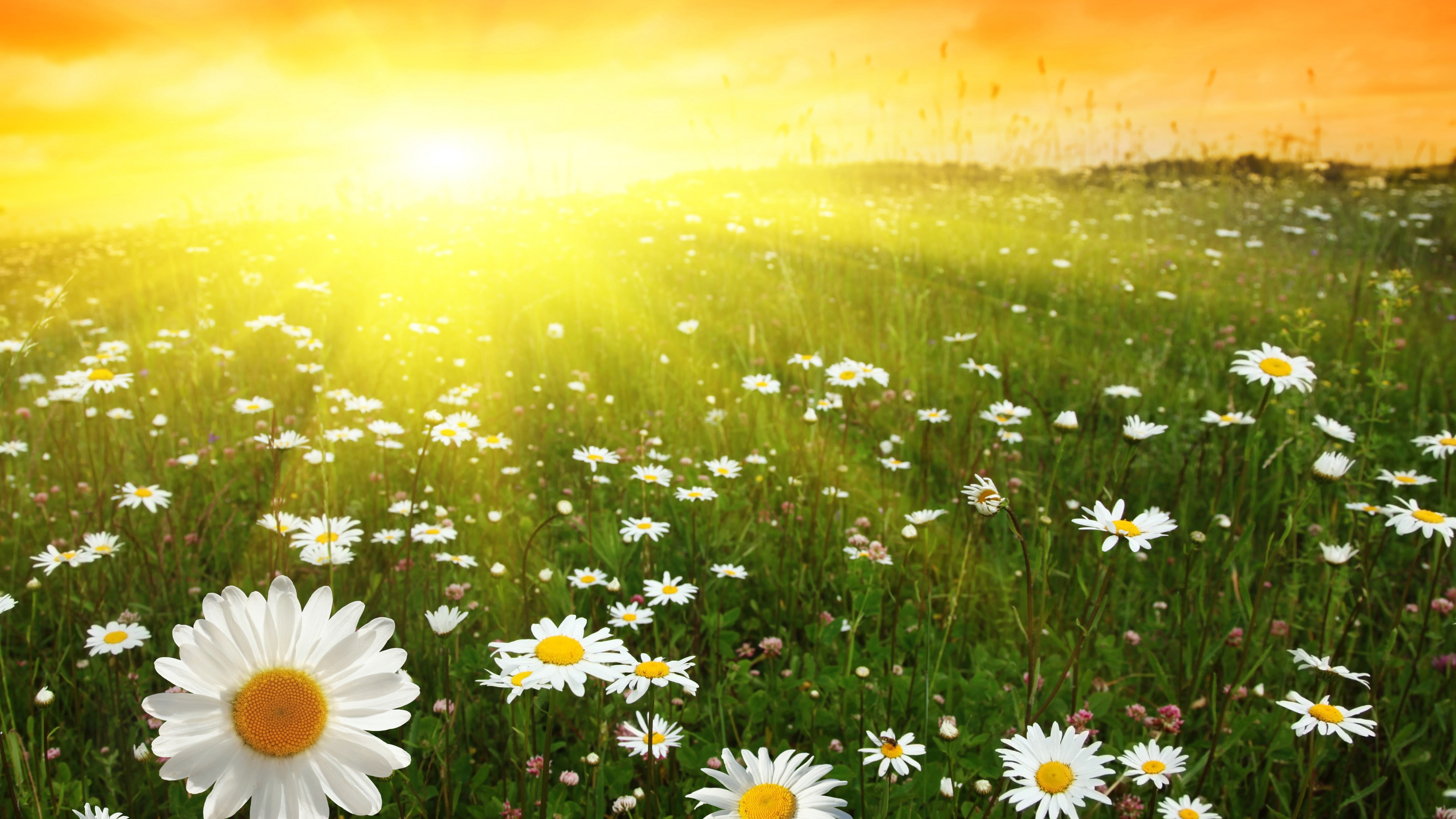 Daisies wallpaper meadows sunset 2k 4k 5k