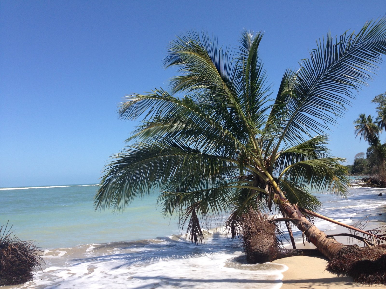 fallen green coconut tree in beach costa rica pura vida central america 2k