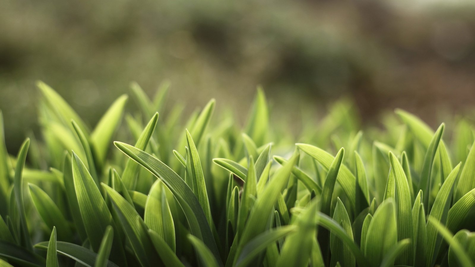 green grass closeup photo of spring nature leaves 2k 4k 5k