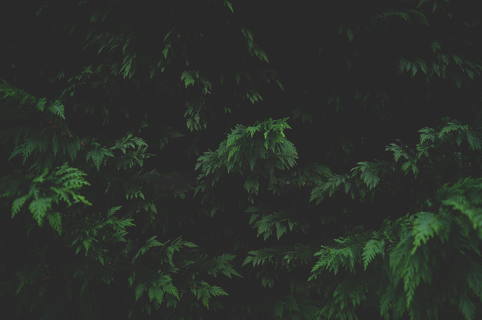 green leafed tree outside leaf plant texture natural 2k 4k 5k